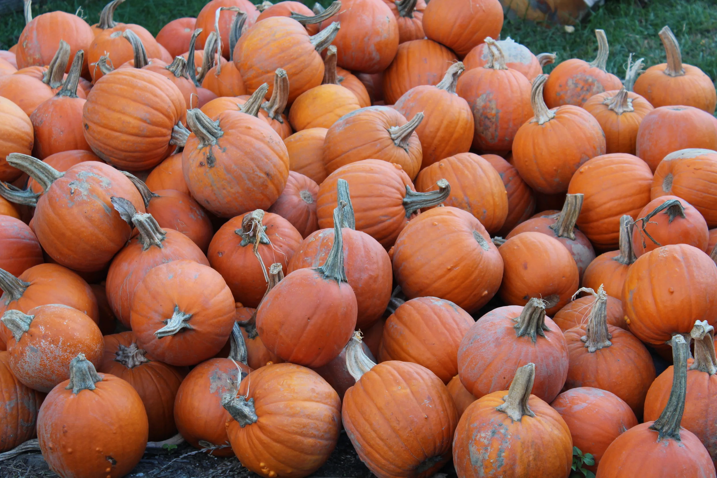 PUMPKIN: Savory not Sweet