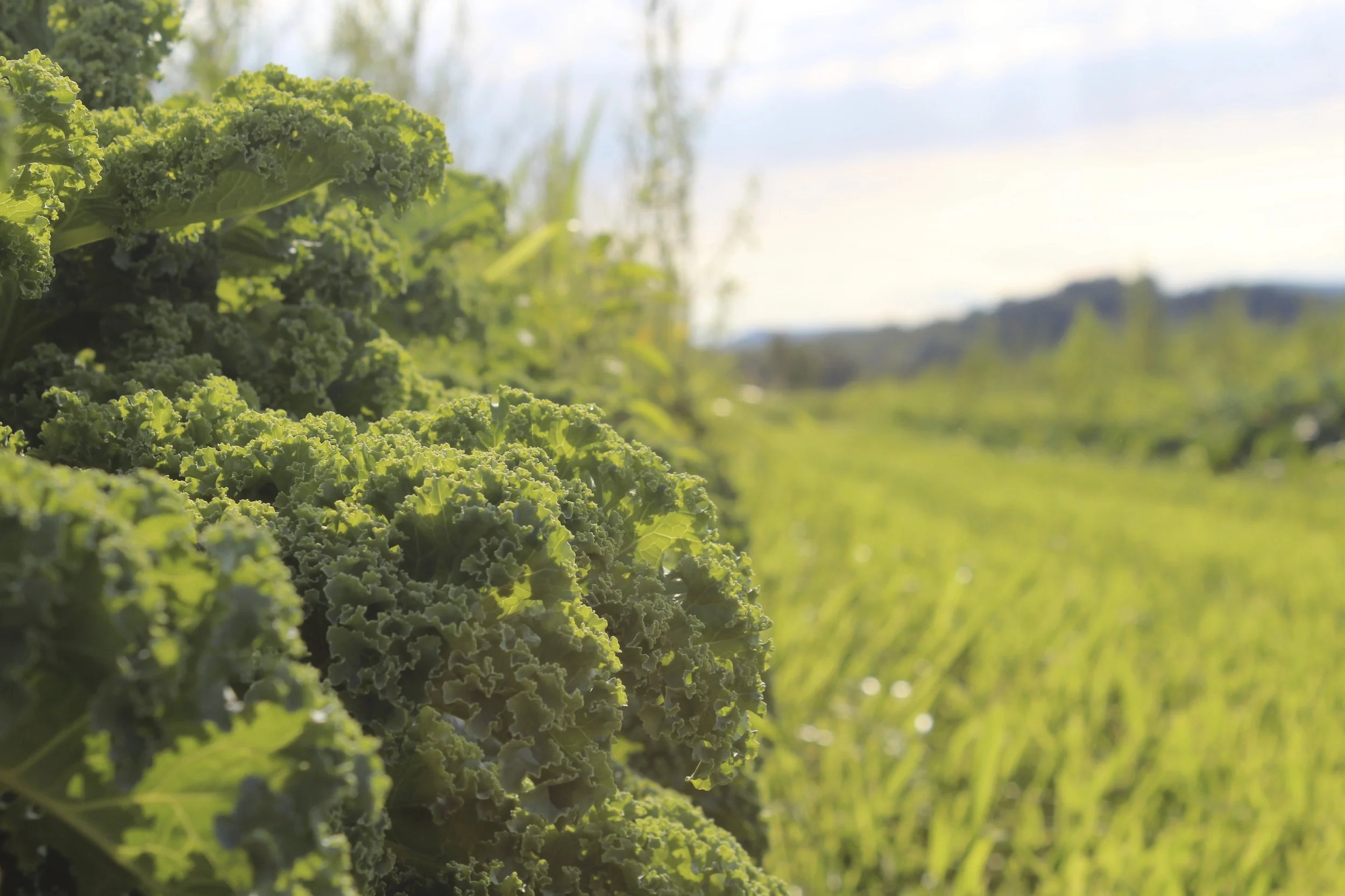 Superfood Showdown or... why you should love liver.