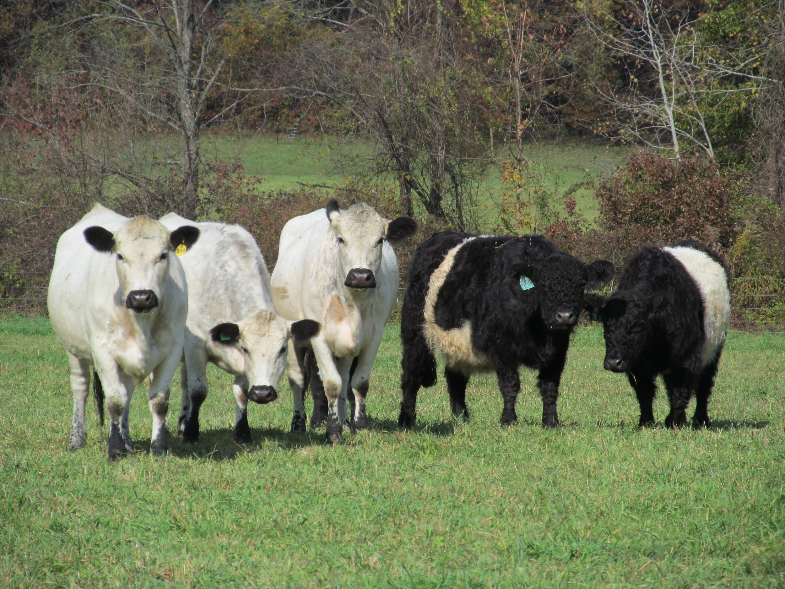 Prioritize Pastured Protein