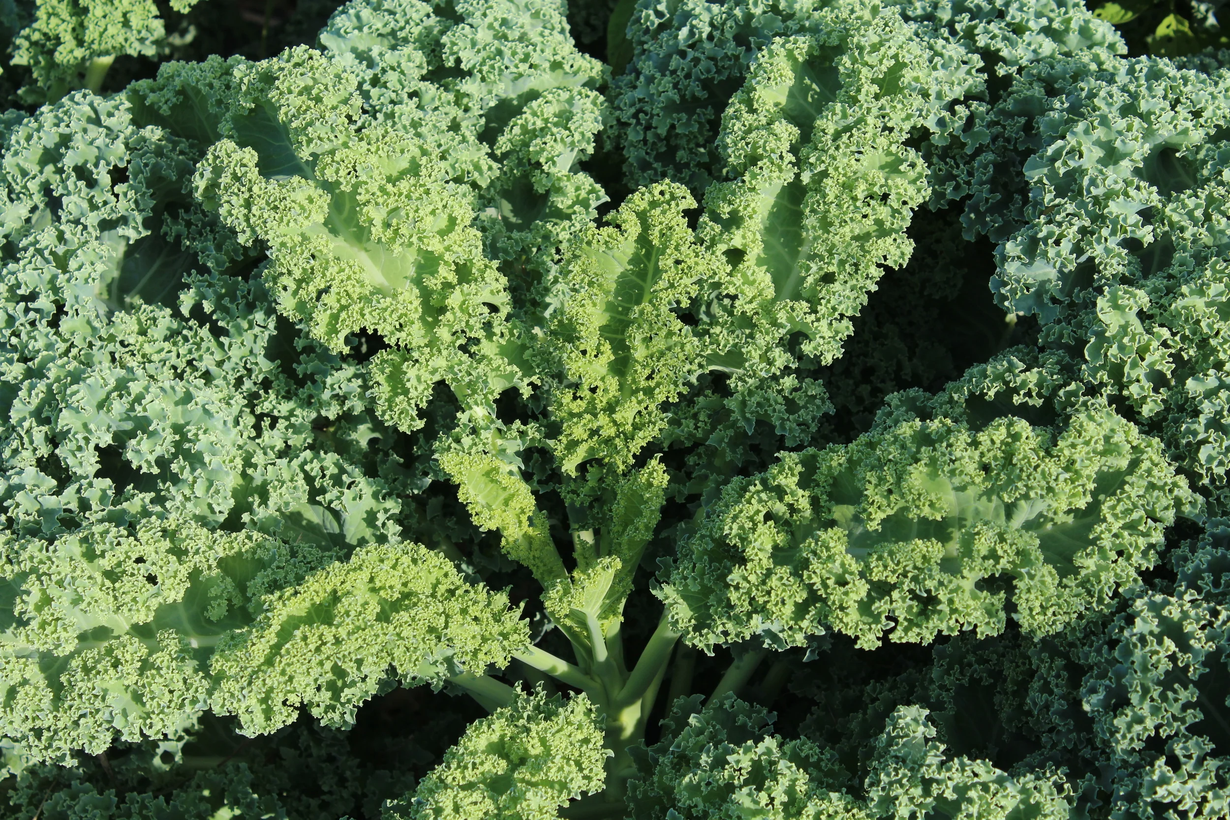 App Sneak Peek - Kale