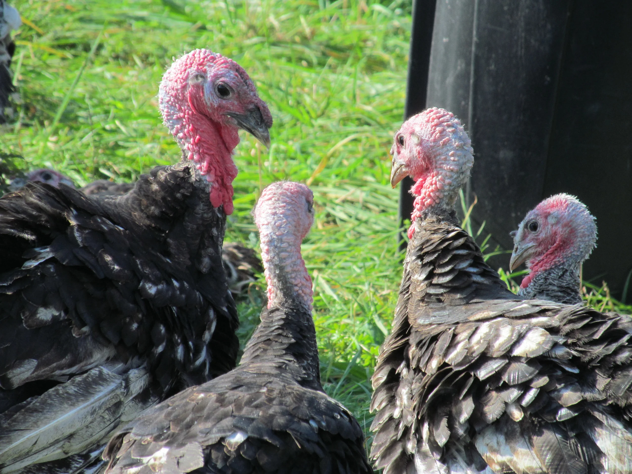 App Sneak Peek - Turkey