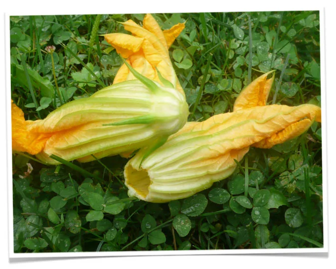 Squash Blossom Bonanza
