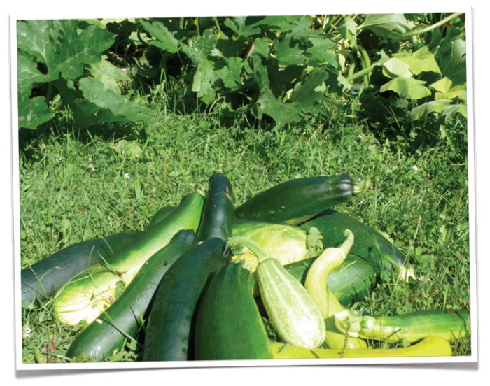 Fast-a Pasta With Zucchini Squash