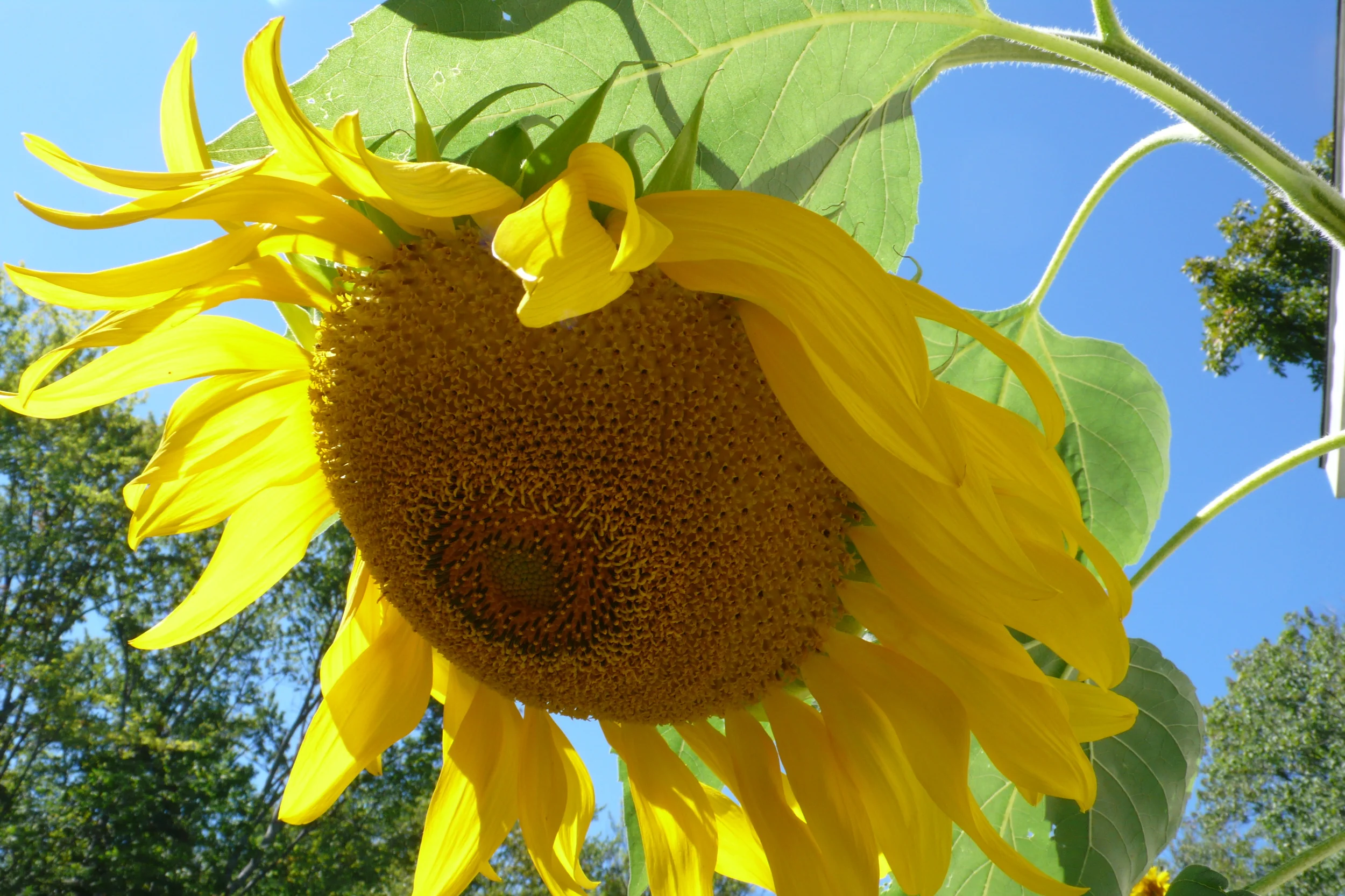 Get a Good Gut for Thin Thighs and a Happy Head