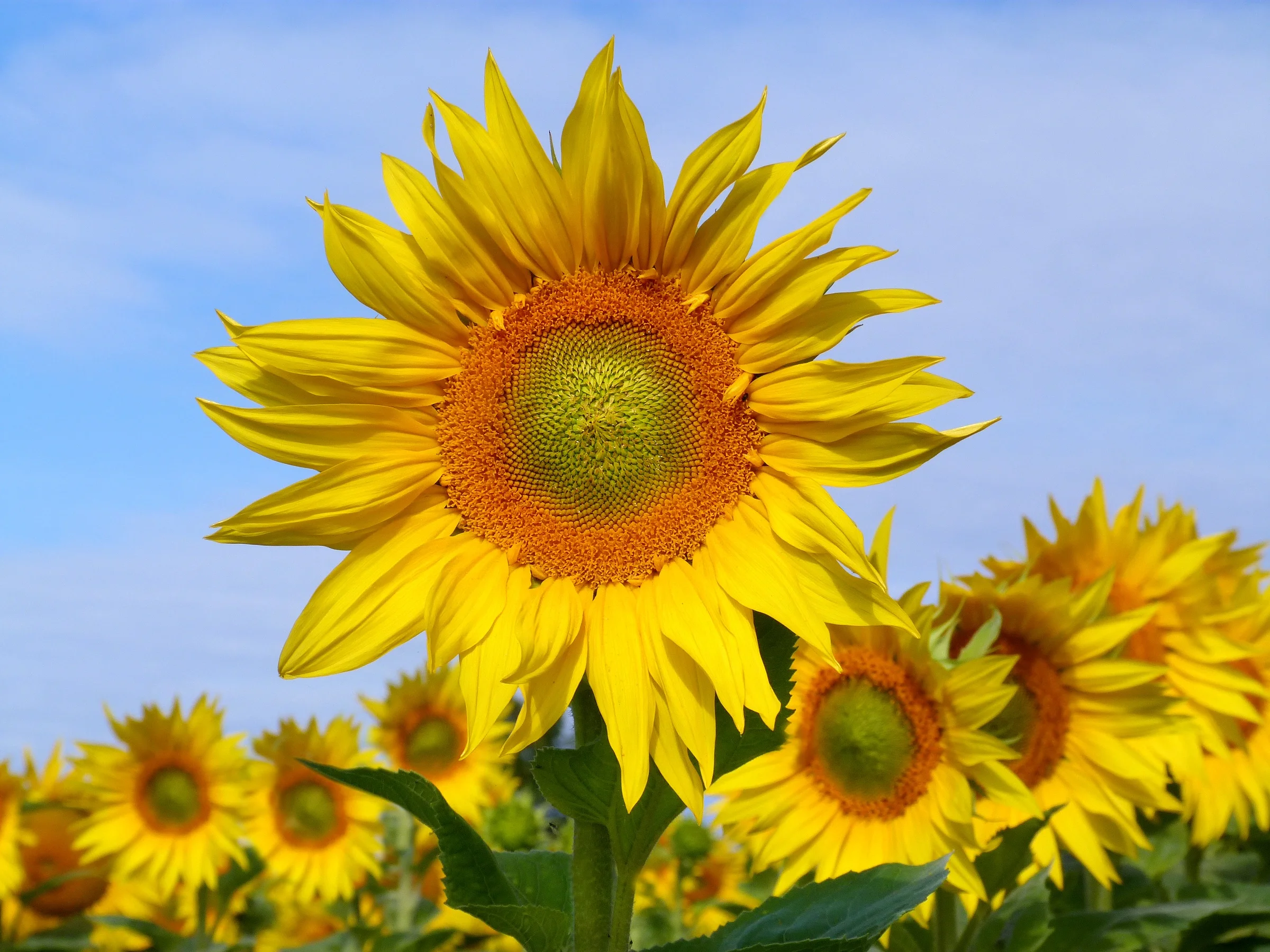 5 Reasons Why I'm Tan and You Should Be Too