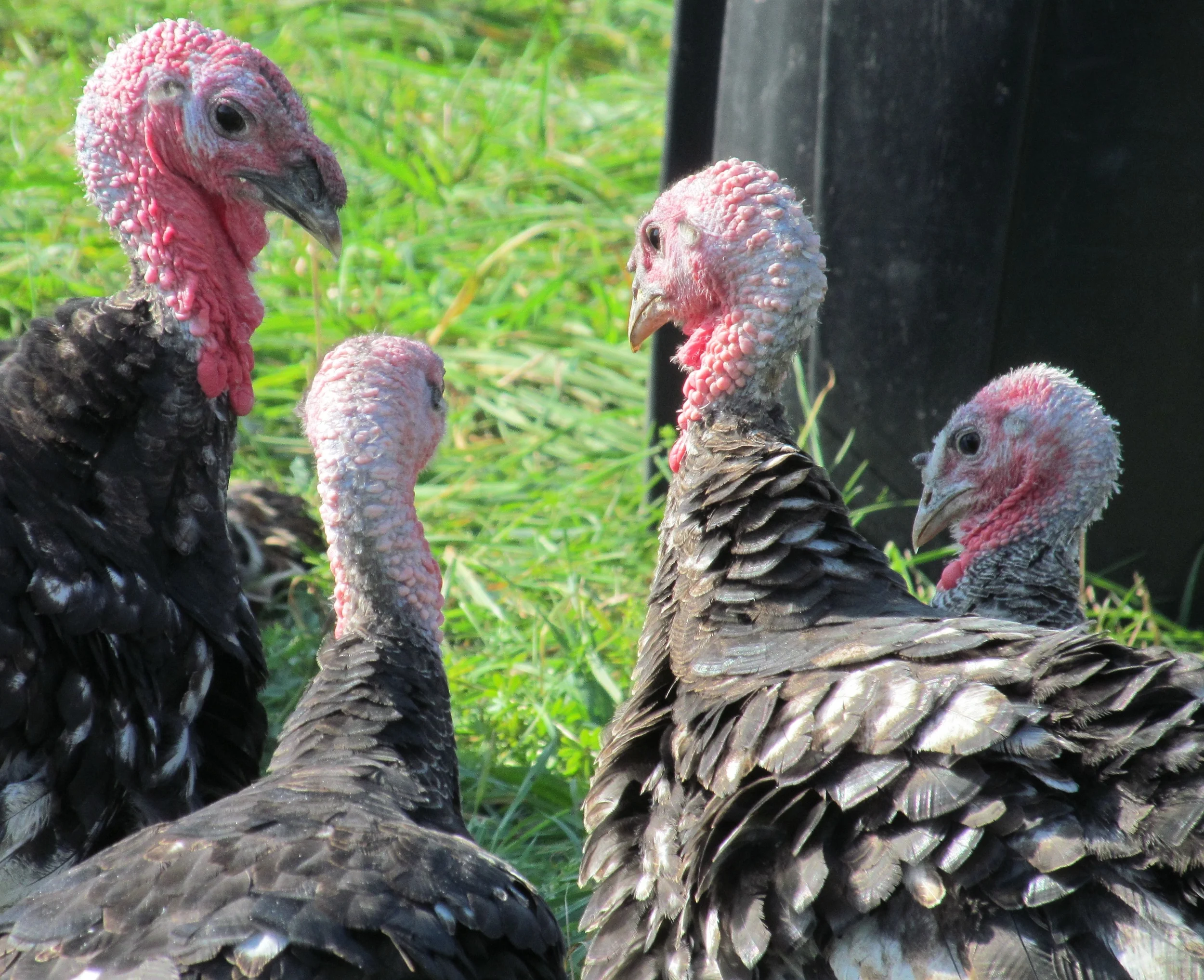 Turkey Talk