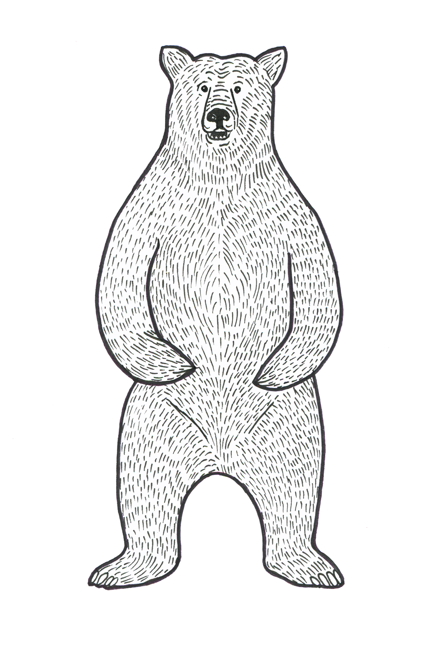 web-bear-illustration.jpg