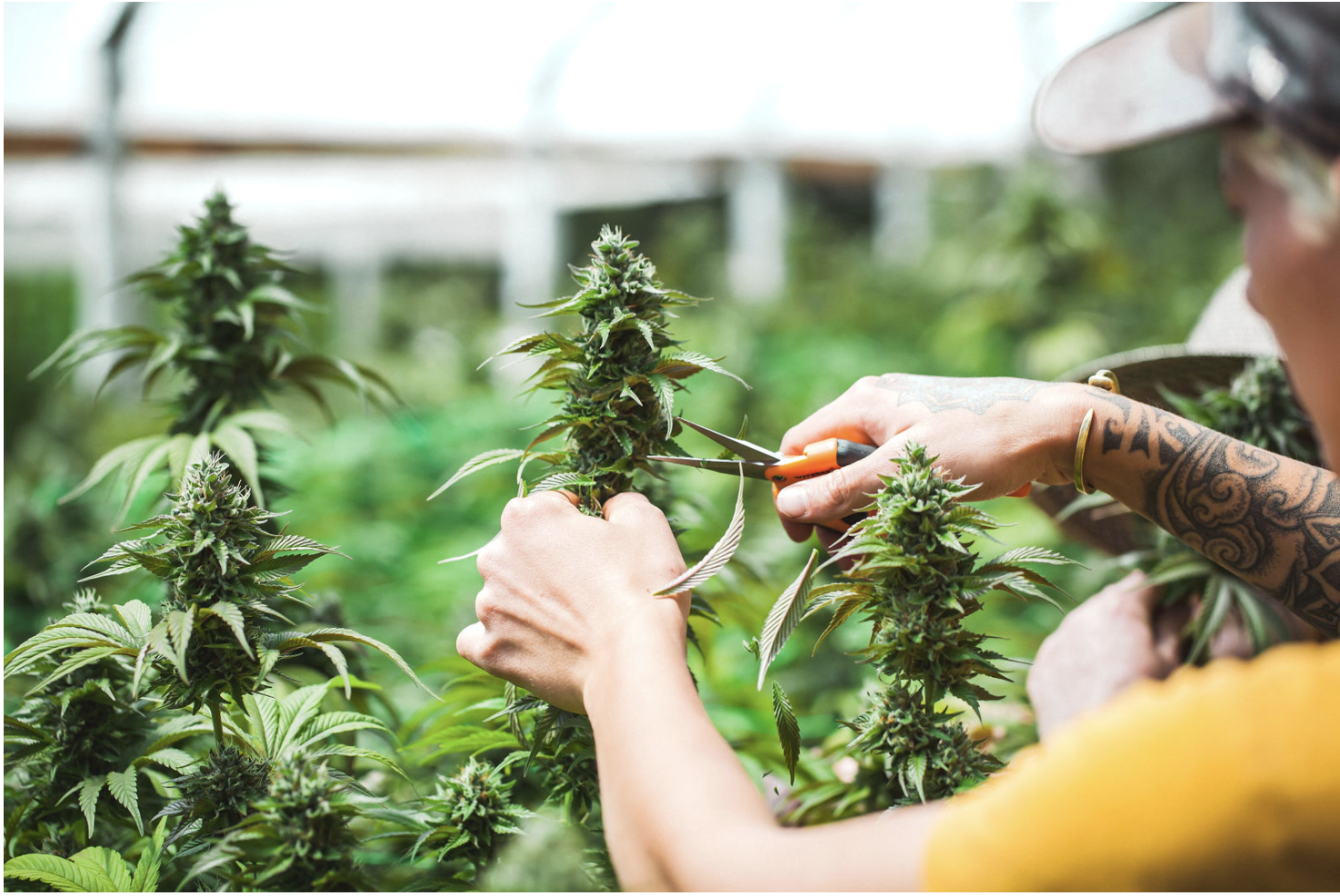  A person’s hands trimming a bud still connected to the cannabis plant. 