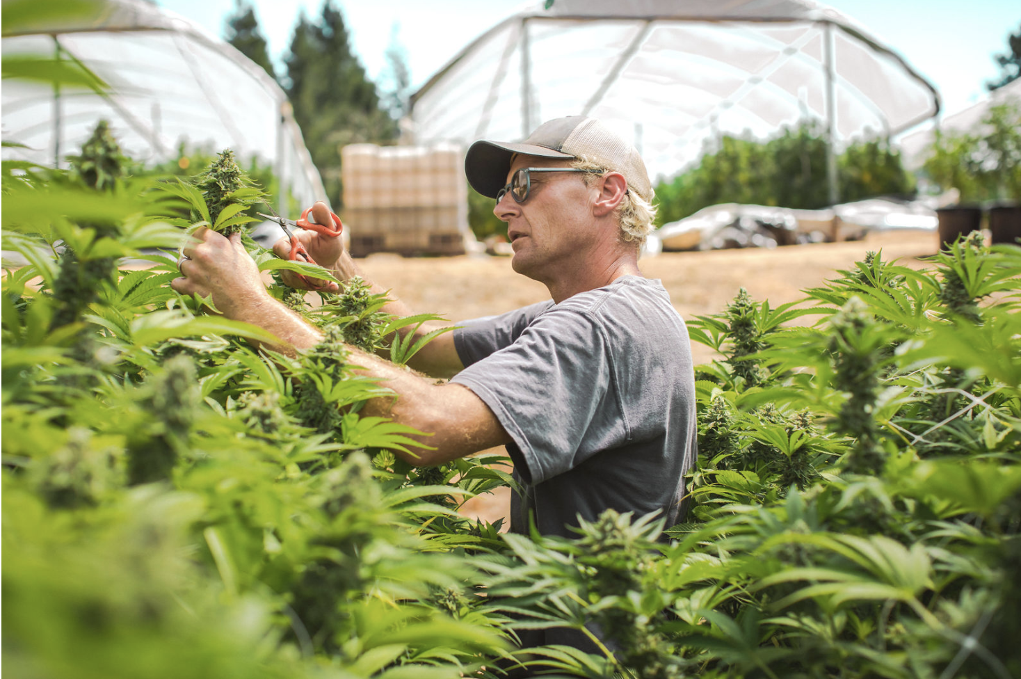  Chris, an owner of Giving Tree Farms, cutting an outside cannabis flower. Hoop houses can be seen behind him full of cannabis plants.  