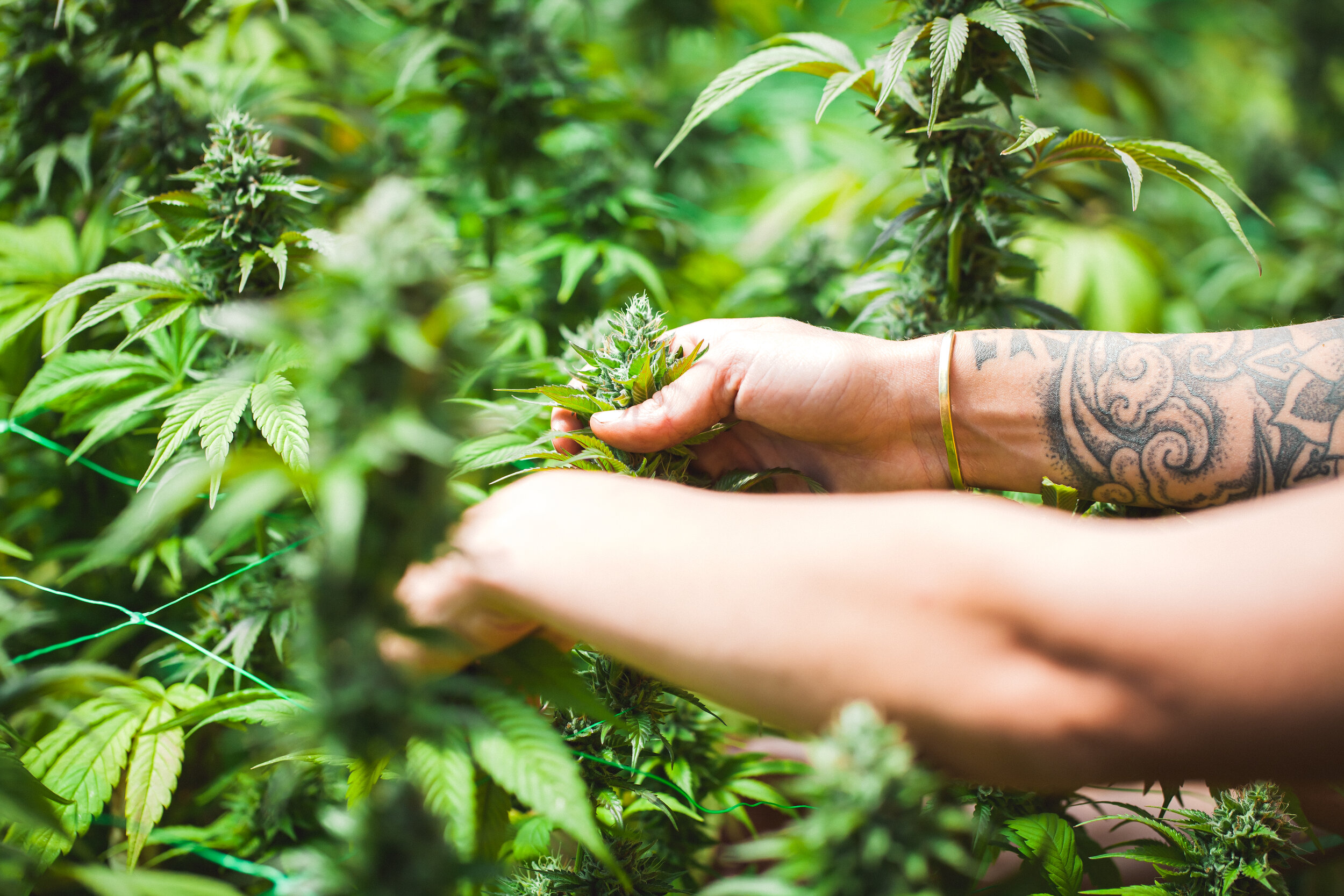  Hands picking cannabis flowers. One arm has a tattoo on the inside of the wrist.  