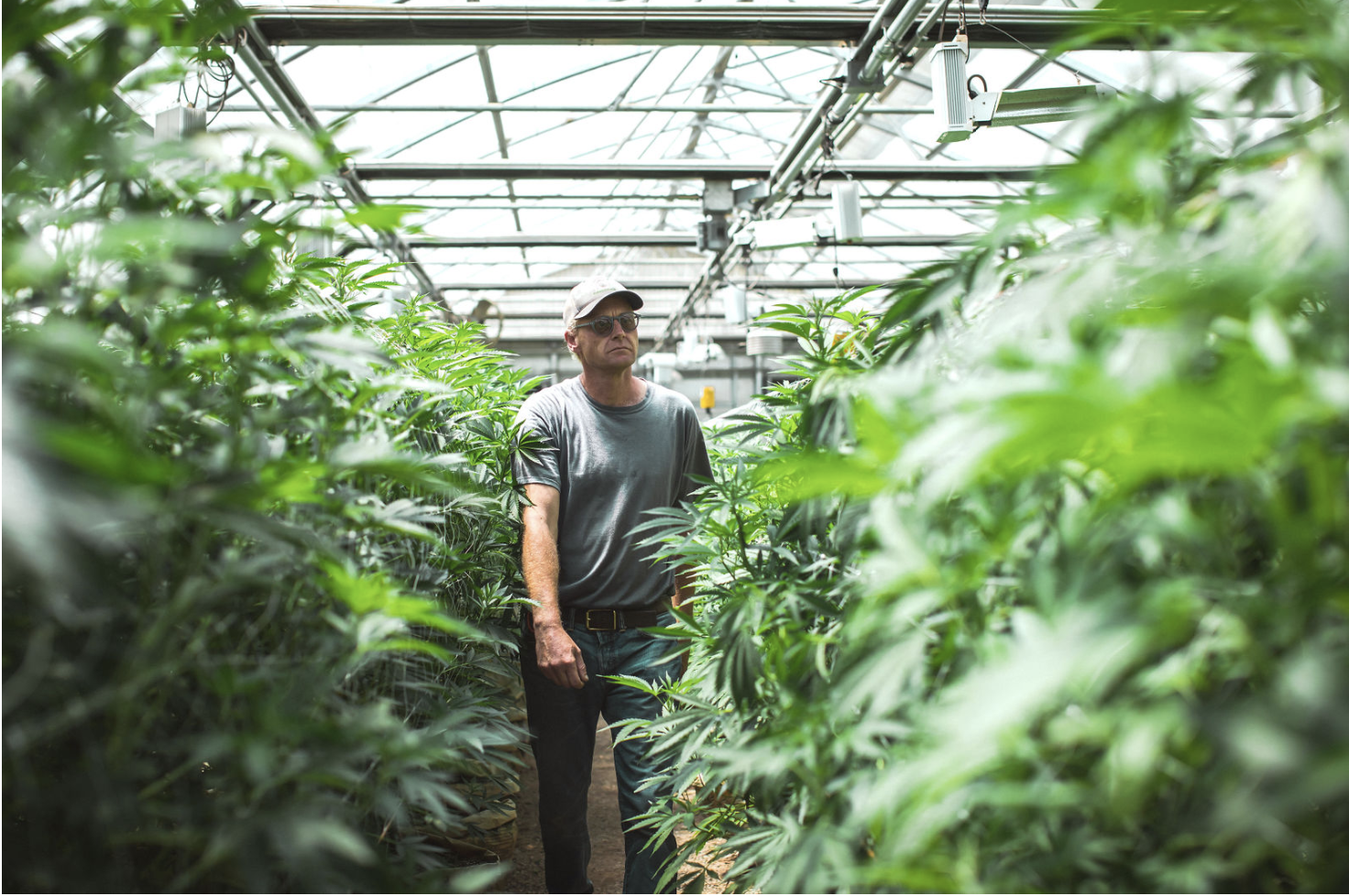  Chris, one owner of Giving Tree Farms, walking through a greenhouse full of cannabis plants as tall as he is. The top of the greenhouse is open and light is shining in. 