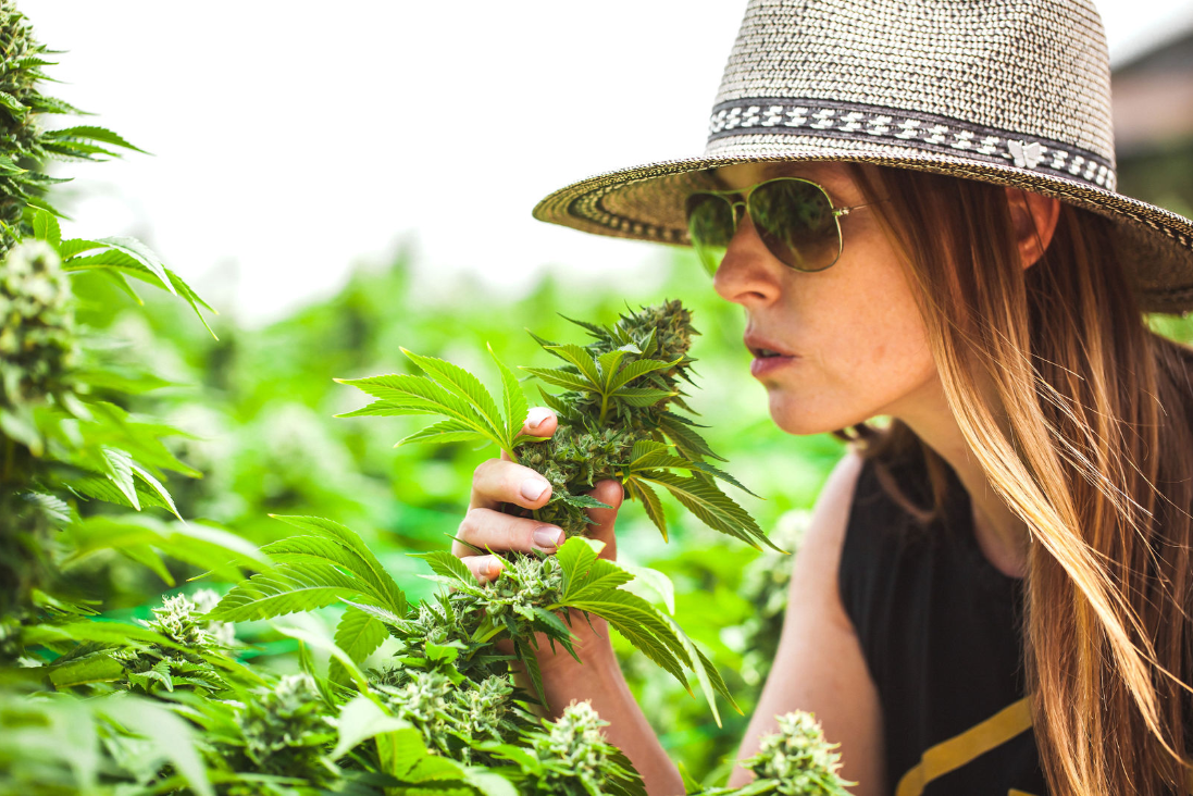  Courtney, one owner of Giving Tree Farms, smelling a cannabis flower while on the plant. She wears a tan hat and a grey shirt.  