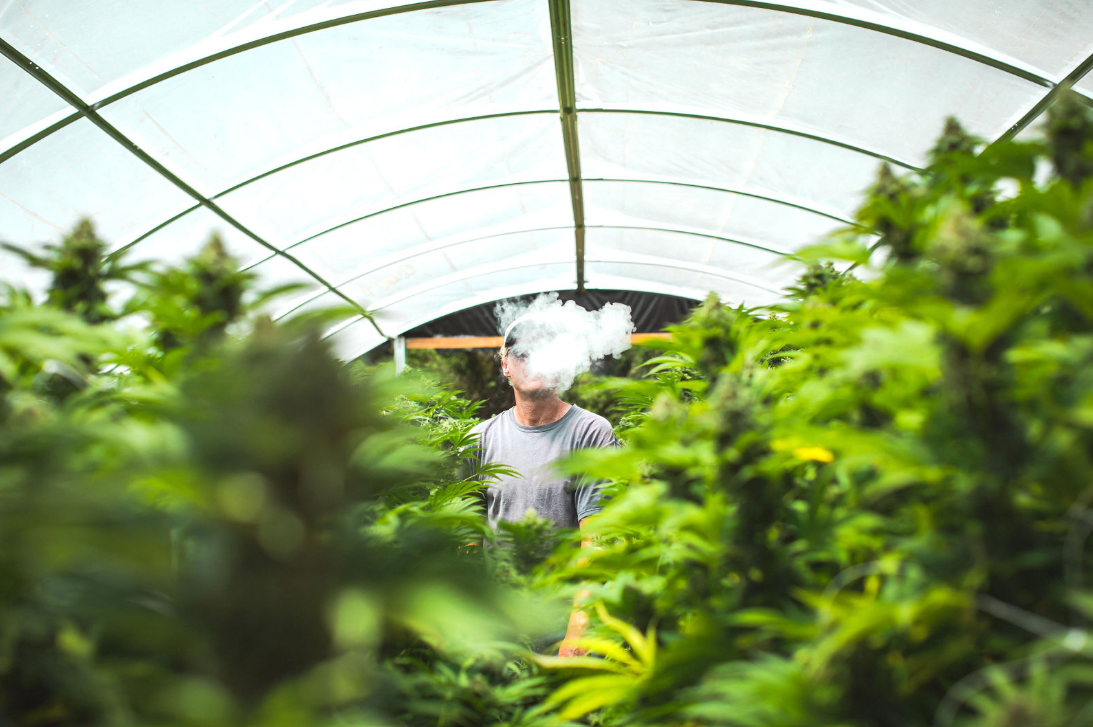  Chris, an owner of Giving Tree Farms, blowing a big puff of smoke inside of a hoop house full of flowering cannabis plants.  