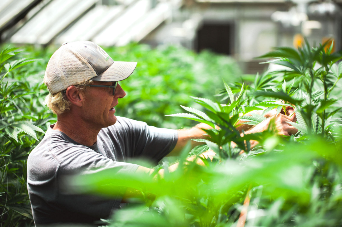  Chris, an owner of Giving Tree Farms, wearing a grey shirt and working with the greenhouse cannabis plants.  