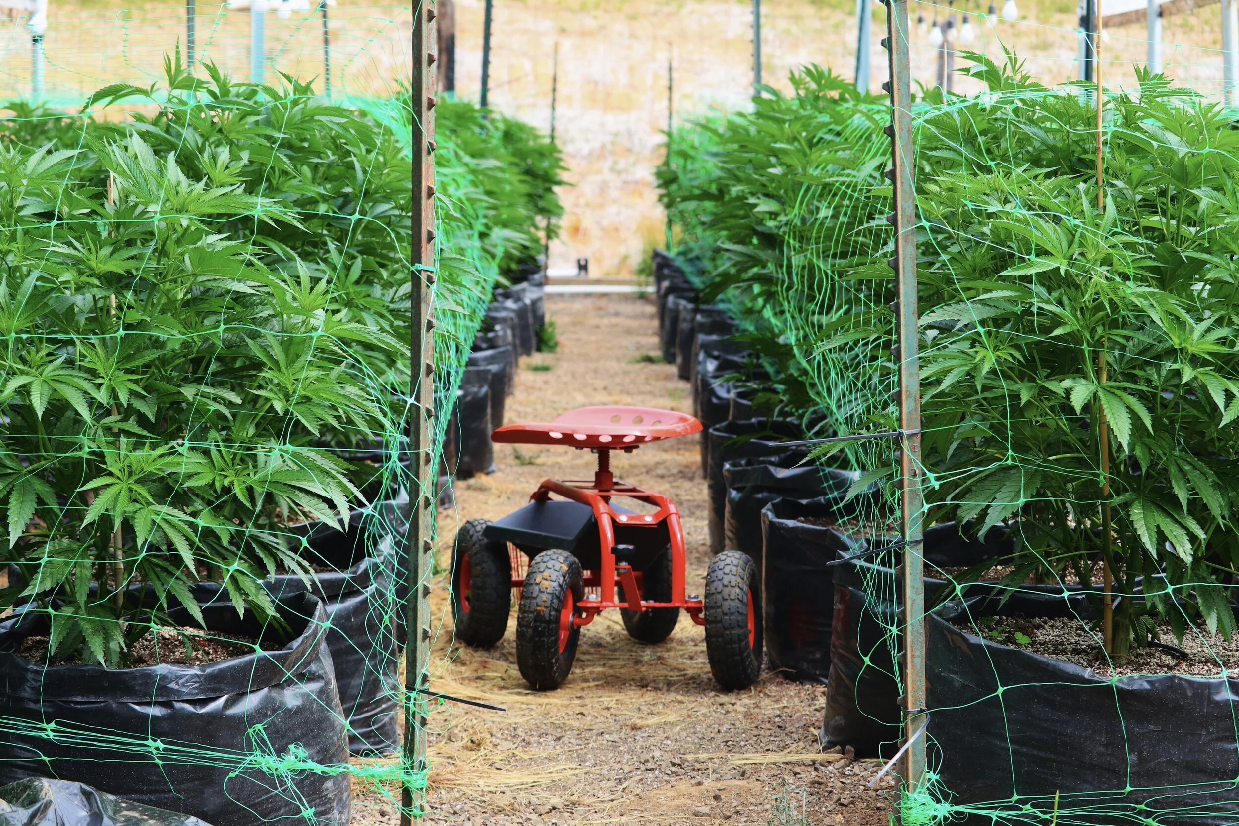 How We Saved Ourselves From a Crop Disaster