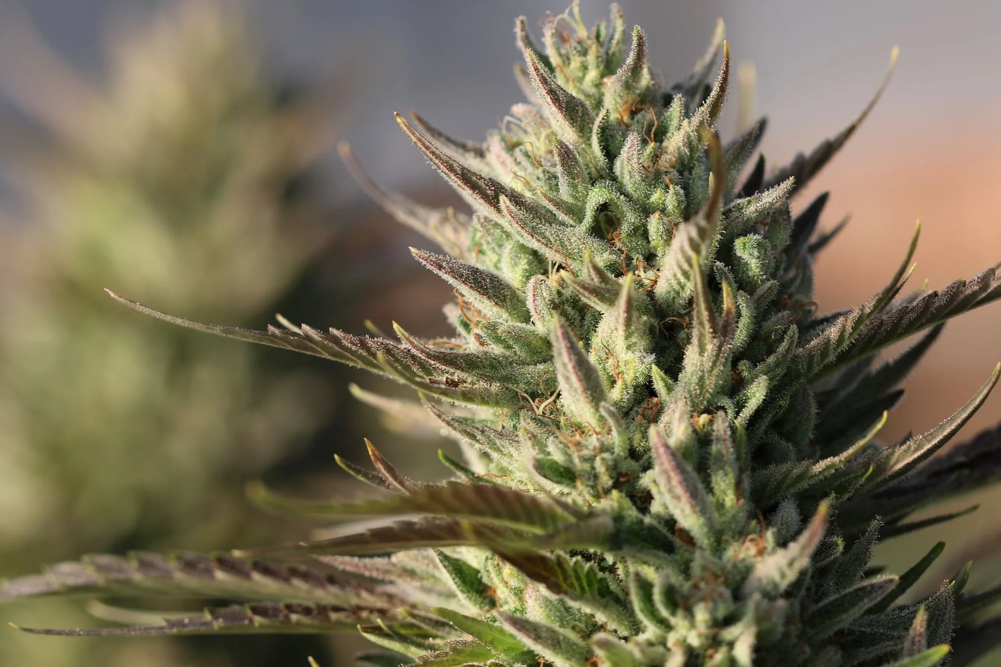 Understanding the Endocannabinoid System
