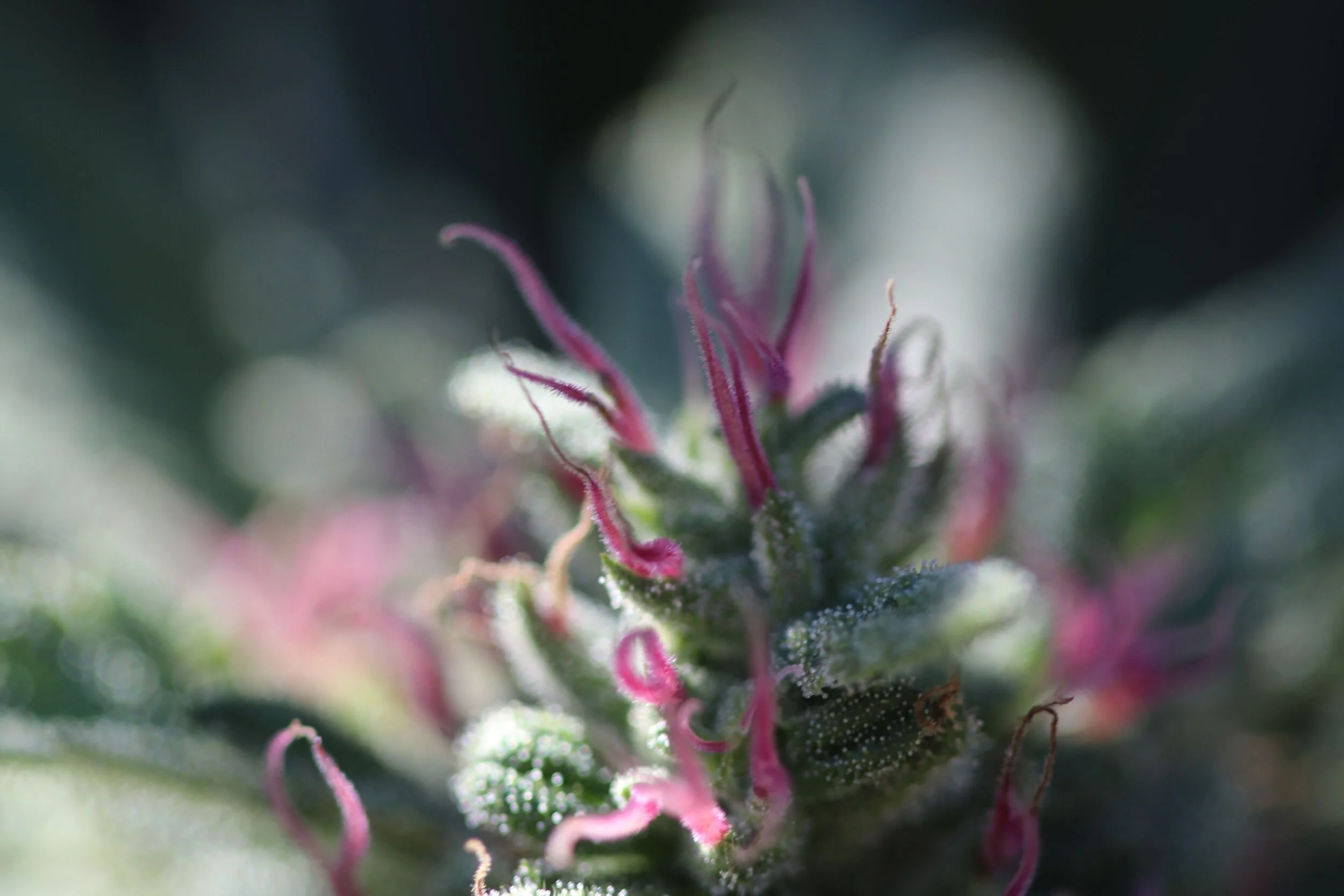 The Importance of Terpenes