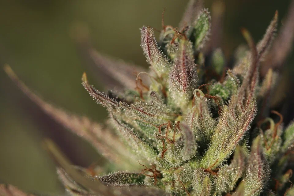 Considerations When Preparing for Fresh Frozen Cannabis