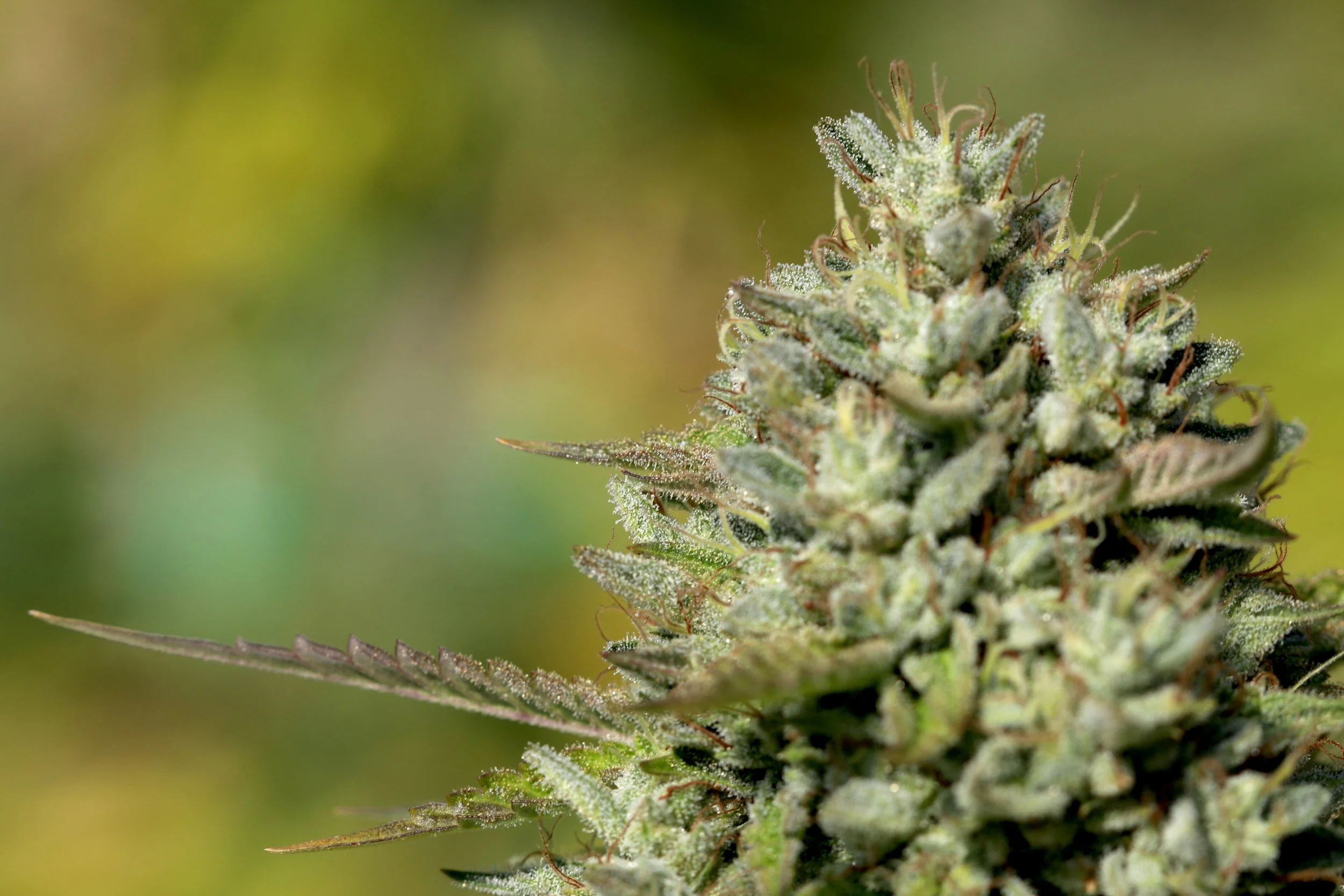 Cannabis Business Valuation: What, How, &amp; Why