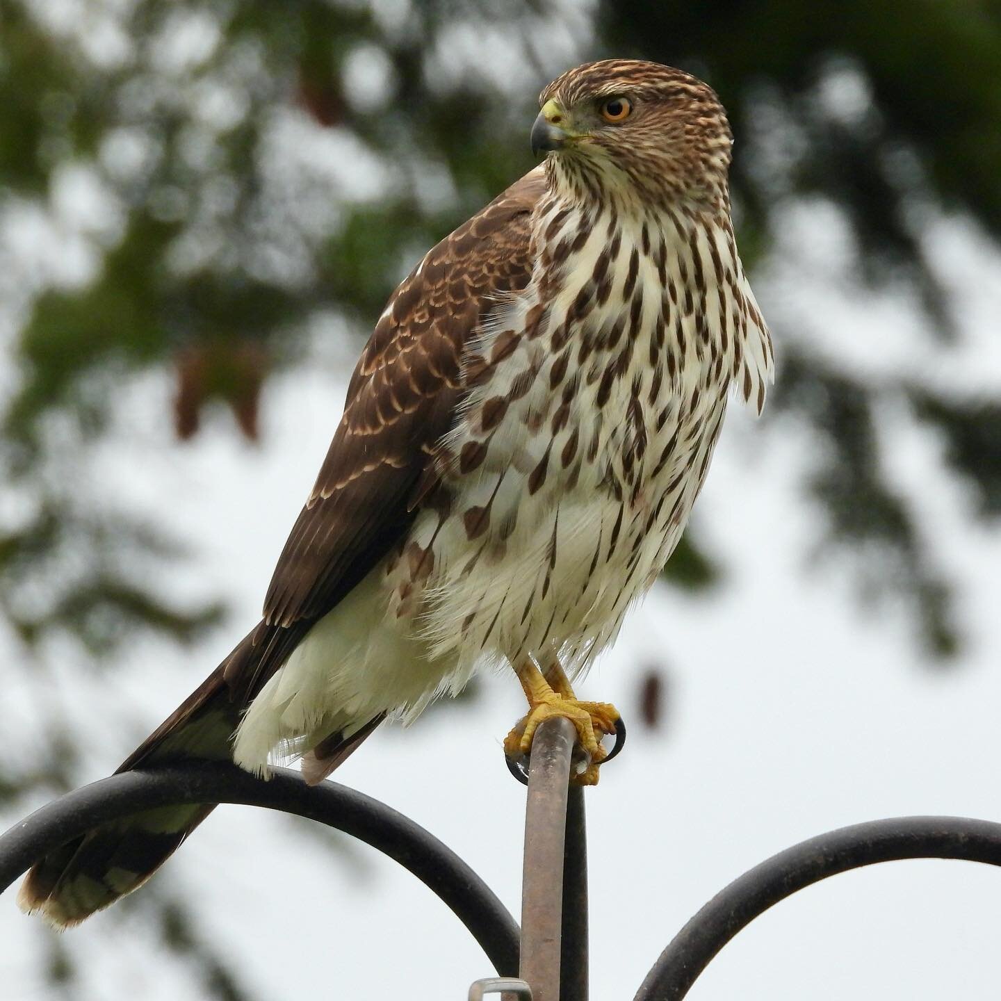 No wonder there weren&rsquo;t many birds around today!!! This guy hung around most of the day.