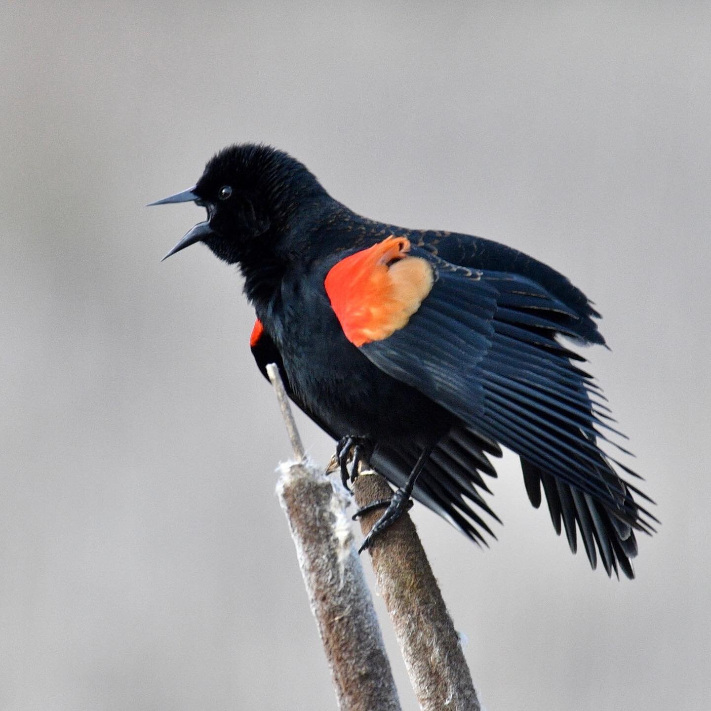 Red winged black bird strutting his stuff.... #pnwphotographer #pnwwonderland #ridgefieldwa #fun