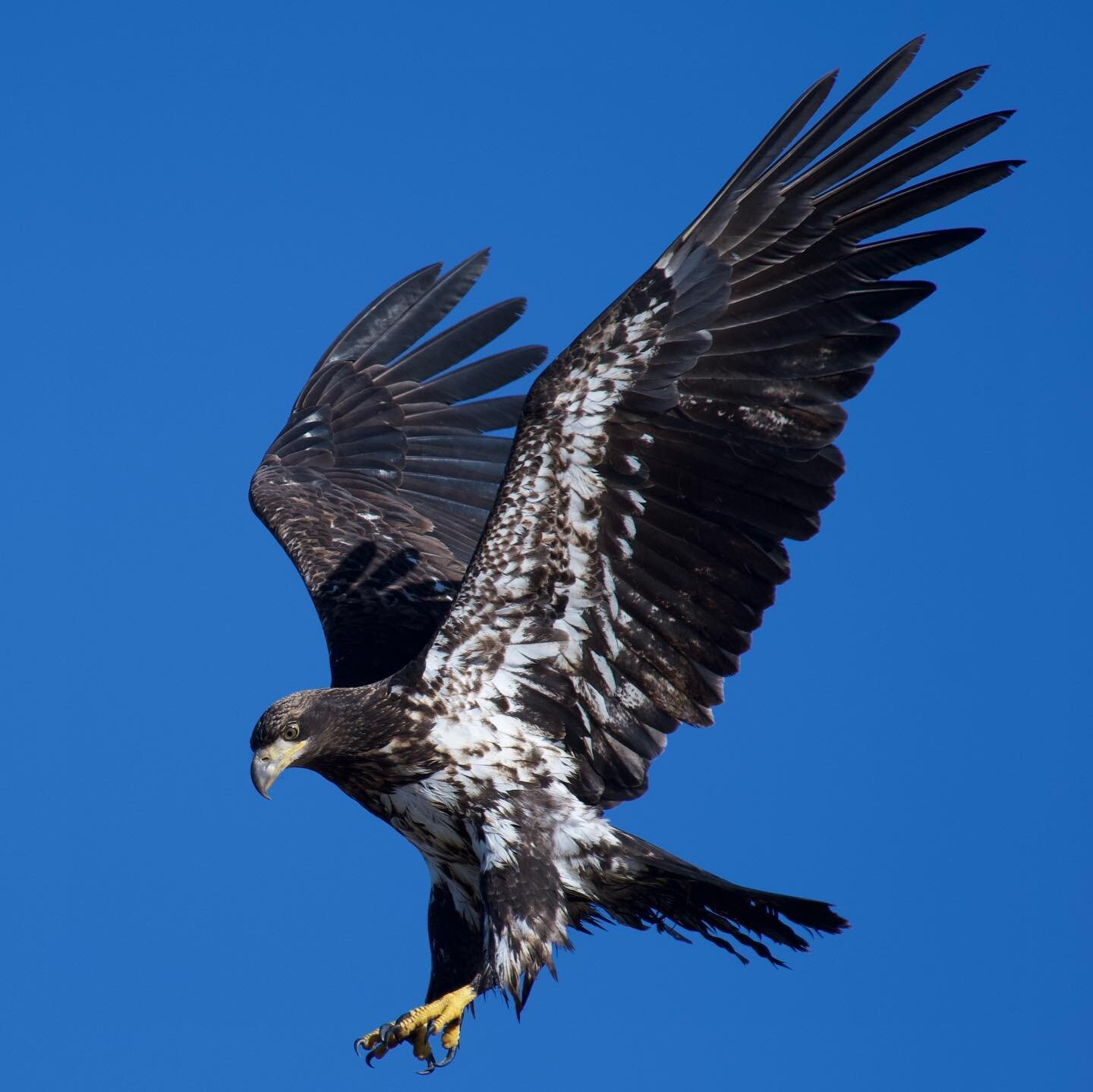 Juvenile bald eagle today at Fort Worden.
#pnwphotographer #pnwphotography #pnwwonderland #baldeagle #porttownsendphotographer #porttownsend #beautiful #naturephotography #natureatitsbest