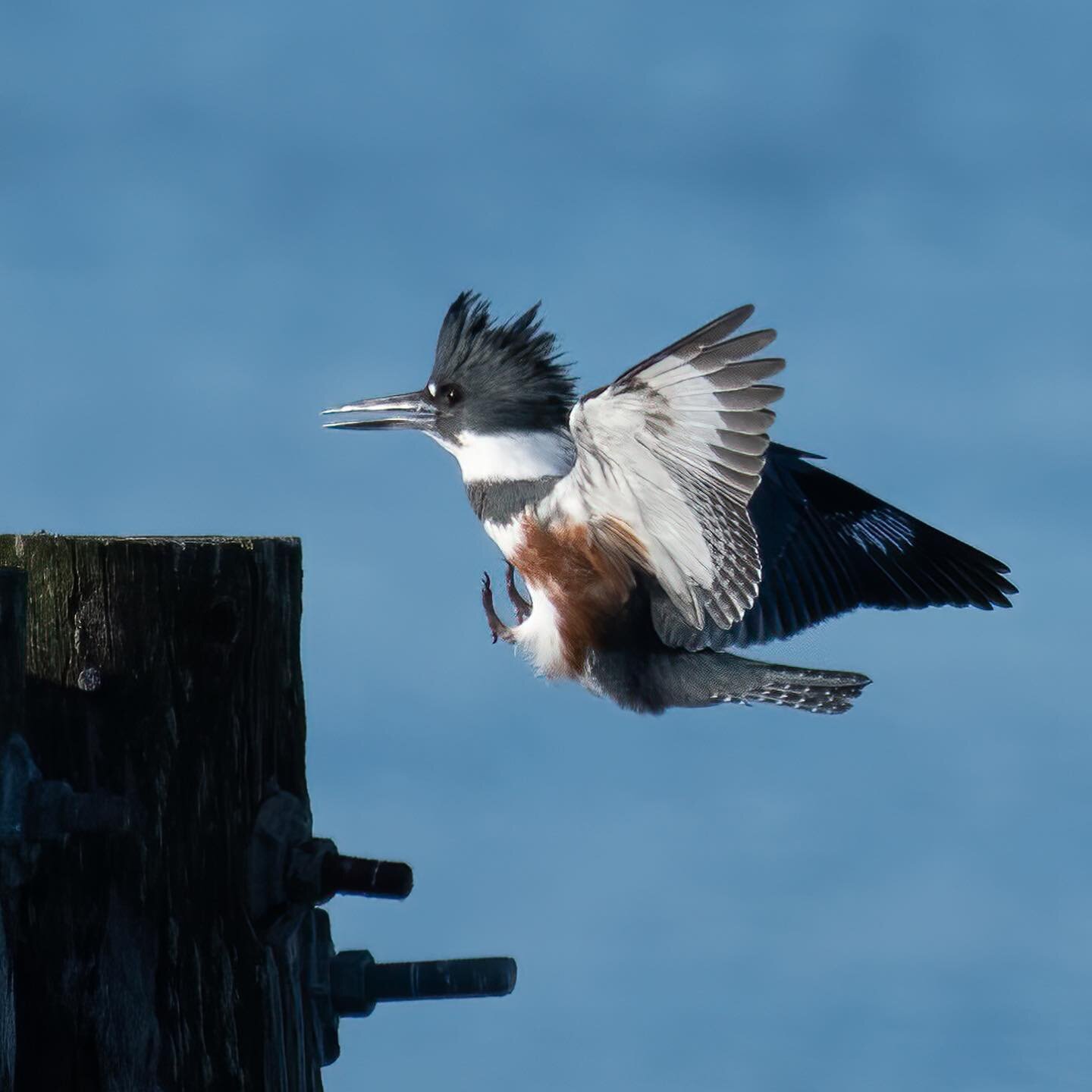 Had fun playing with a pair of belted kingfishers today...
#pnwphotographer #pnwwonderland #porttownsendwashington #kingfisher #beltedkingfisher #naturephotography