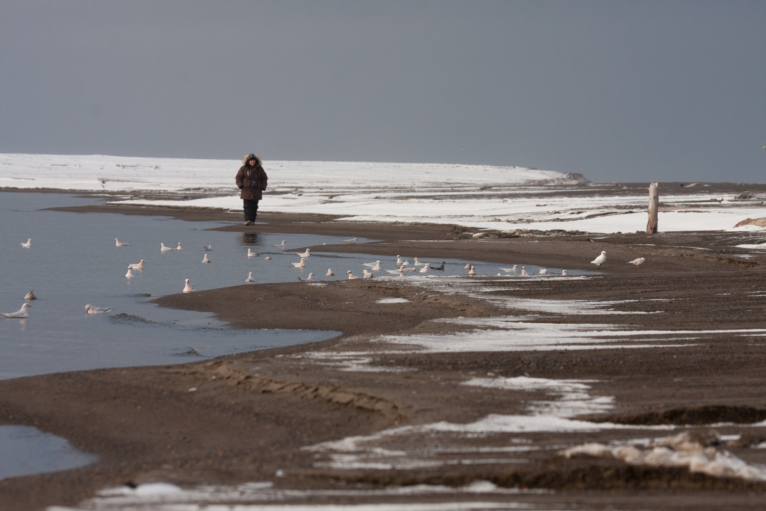 Shanti Davis enjoying an evening stroll amidst a flock of Ross's, Sabine's and ivory gulls on the shore of Elson Lagoon near Point Barrow