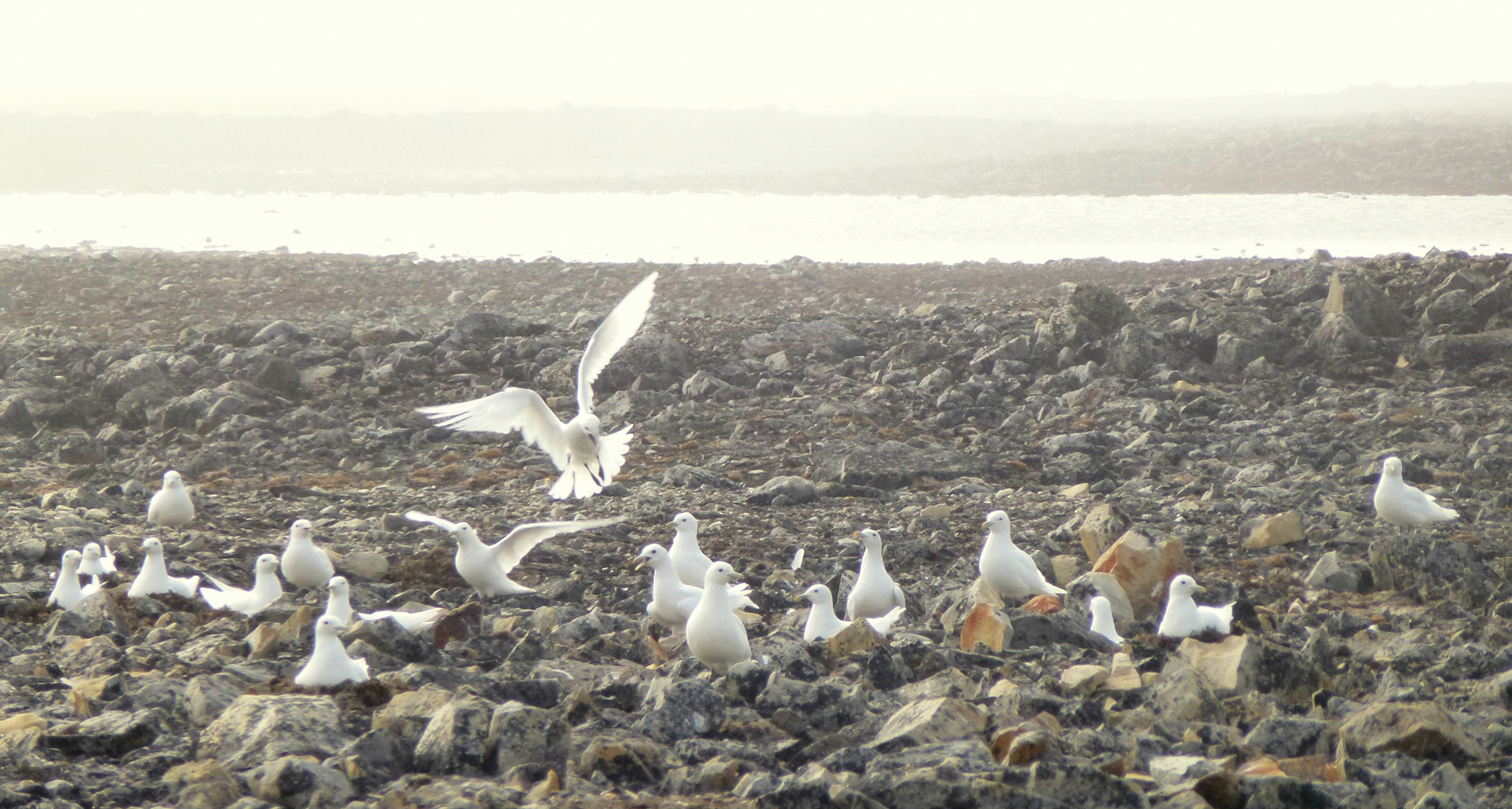Ivory gulls at Seymour Island. It seems unlikely that any species nests in more desolate habitat. 