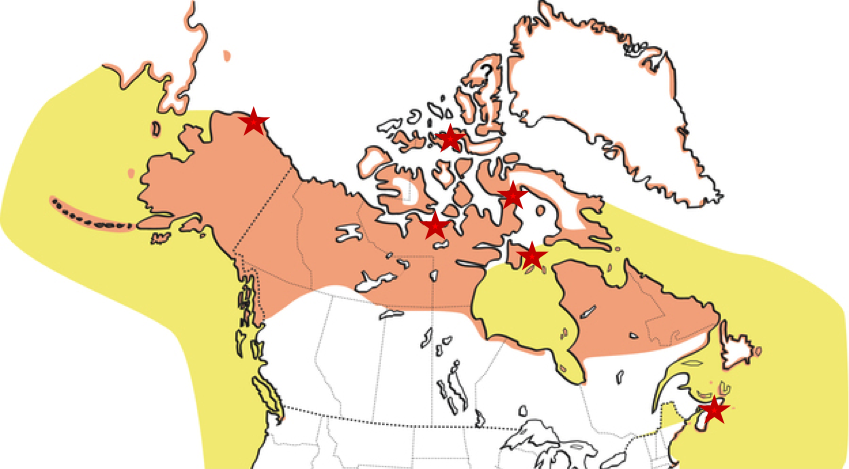 The breeding range of Arctic Terns in North America is shown in orange. Red stars indicate colonies where HAGRG collaborators deployed tracking tags in 2017.