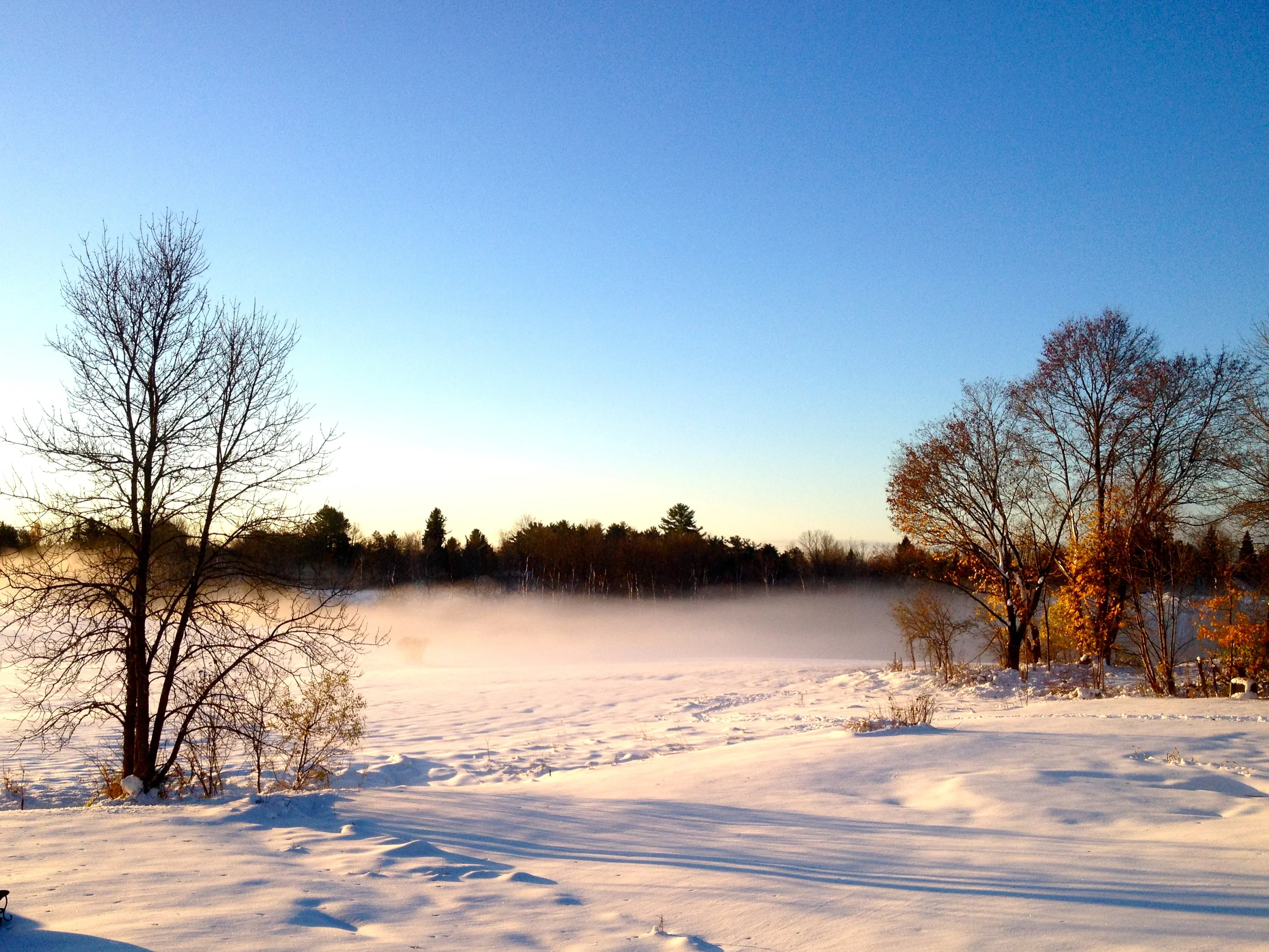 My snow-covered backyard a few weeks ago!