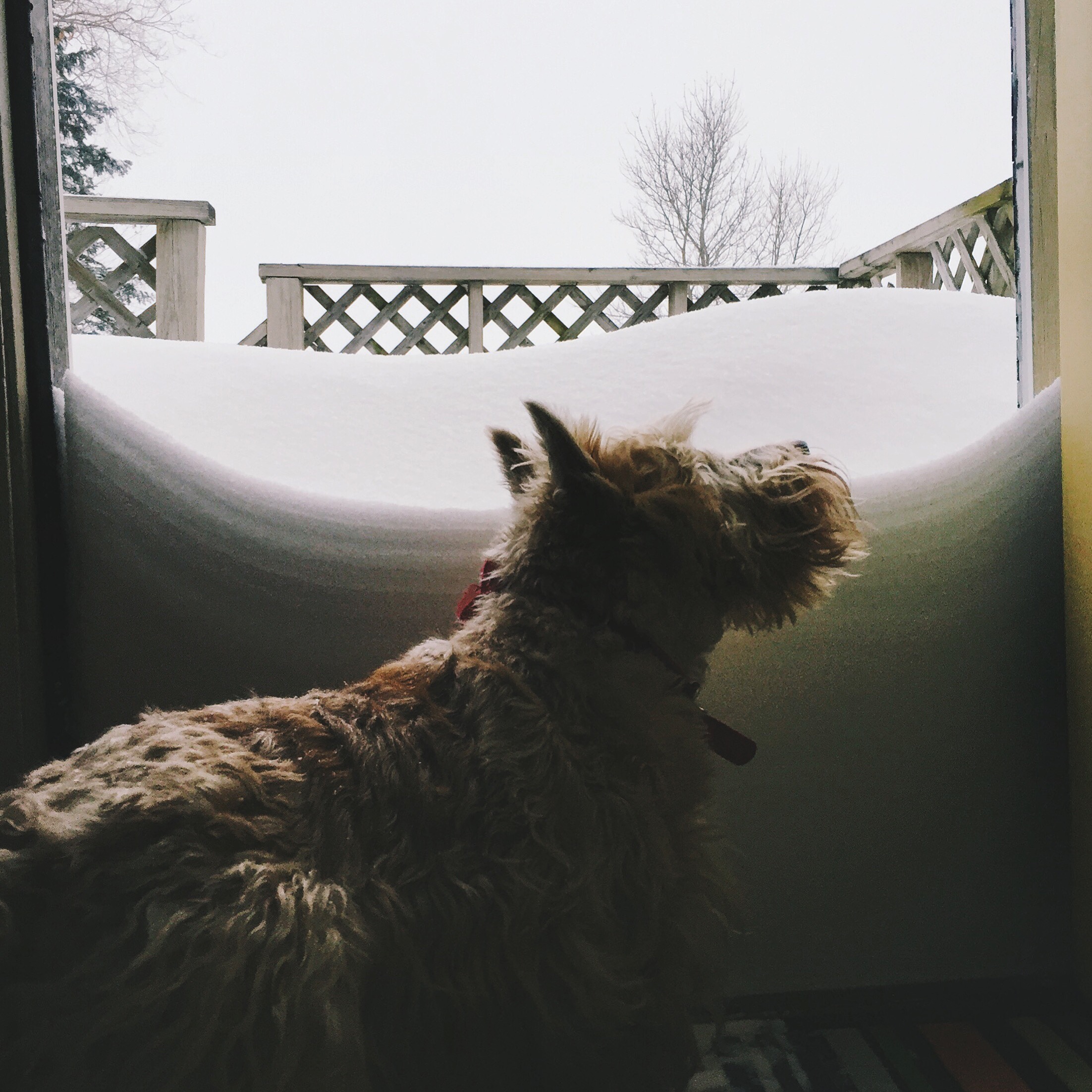 Lady Darcy of Pemberley greets storm Juno at our door