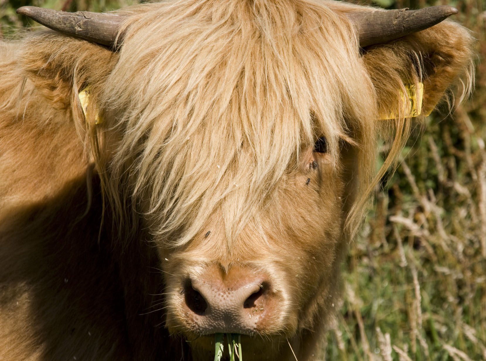 Schotse hooglander (één van mijn eerste dierenfoto's)