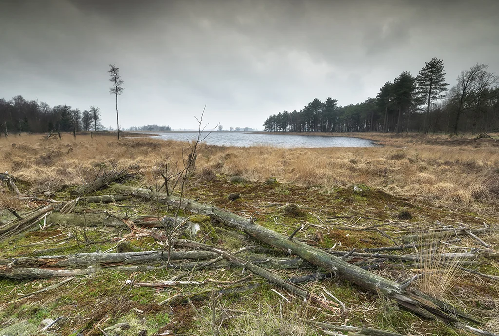 Dwingelderveld (Netherlands)