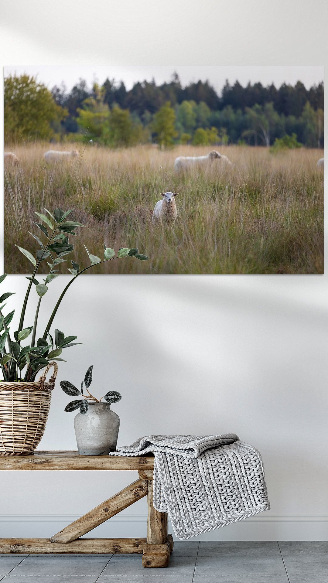 Werk aan de Muur-1032376-Schapen Dwingelderveld Drenthe - Nerderland-Marcel Kerdijk-1080x1920-Bankje en plant-instagramReel.jpg