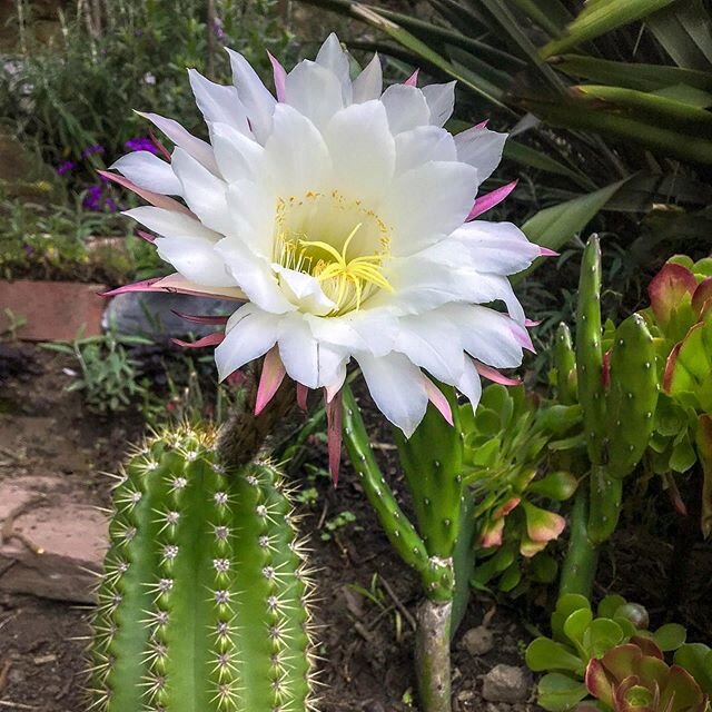 Cacti having a glorious moment