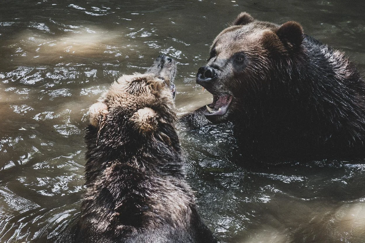 The Fight