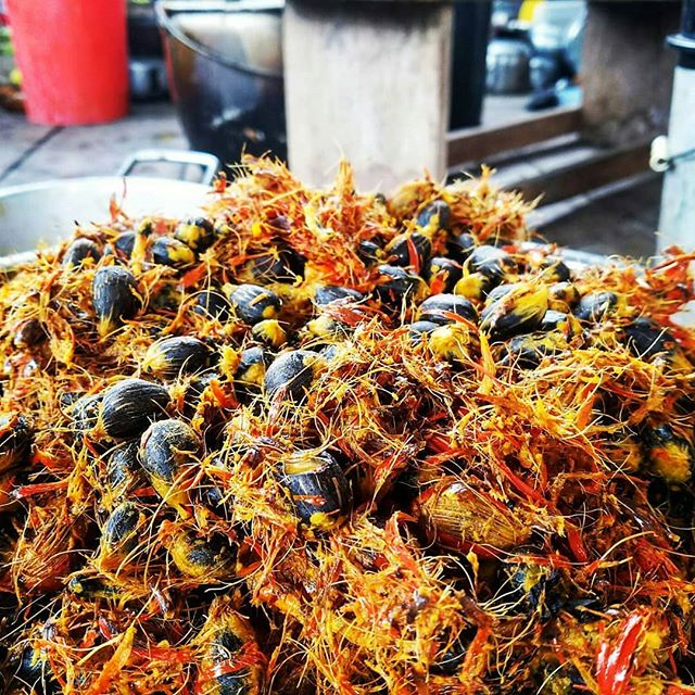 The coroso fruit come from a common palm plant found throughout the Darien. The seed is used to produce oil and the fruit is mixed with ripe plantains to make a delicious Chicha!
#darien #panama #ecotourism # natural #junglefruit #escapetoauthentic @caminantephotos #caminantetravels