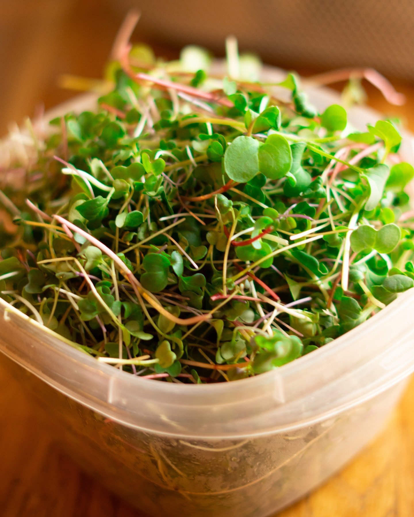 Fresh microgreens just landed 🌱 We use them daily in our kitchen, and you can take some home too! Straight from today&rsquo;s delivery to your fridge.

#mightylittlemicrogreens #yyccoffee #calgary #calgarycoffee #calgaryfood #calgaryfoodie #foodie #