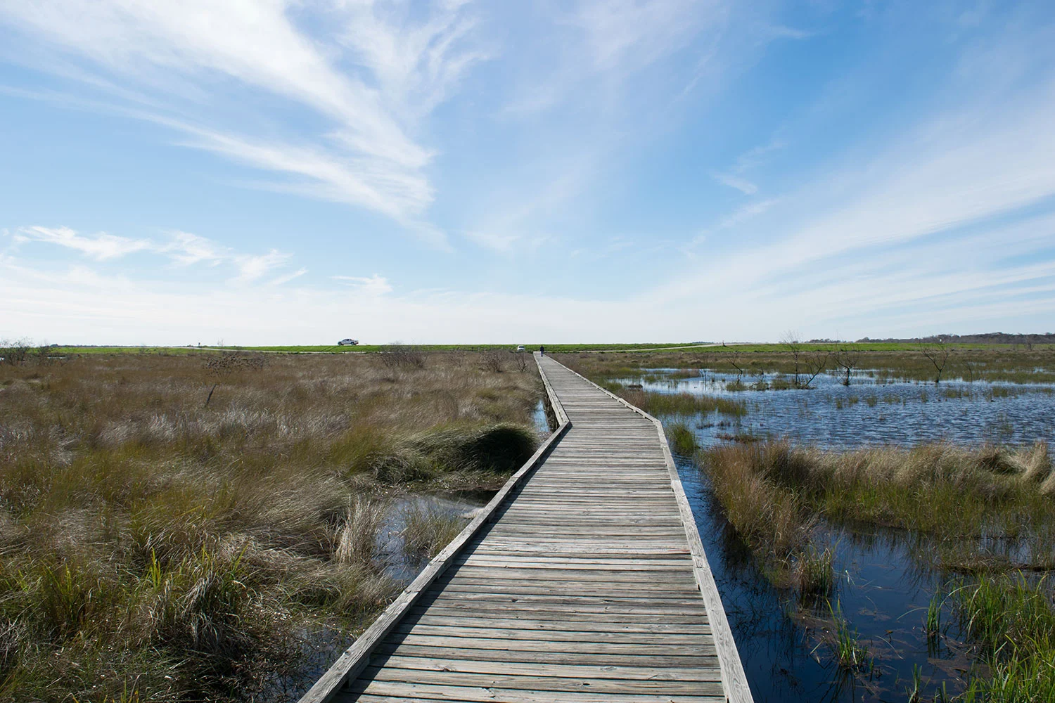marsh2.jpg