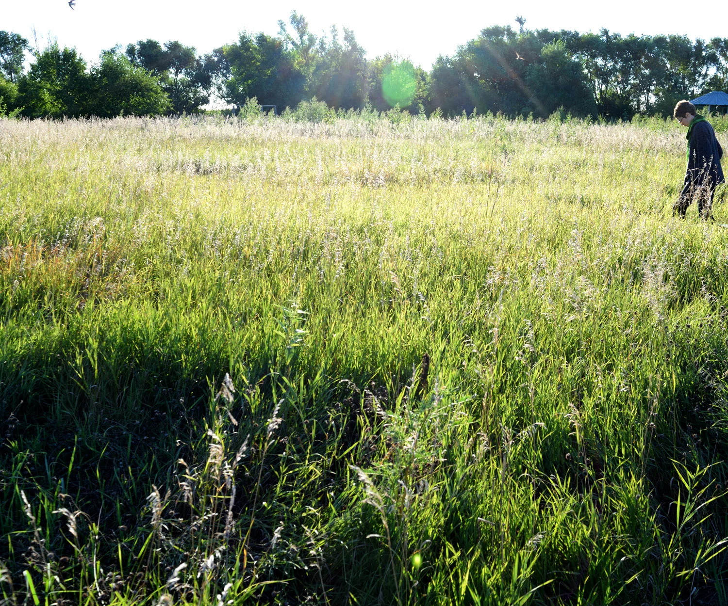 artfarmflora02.jpg