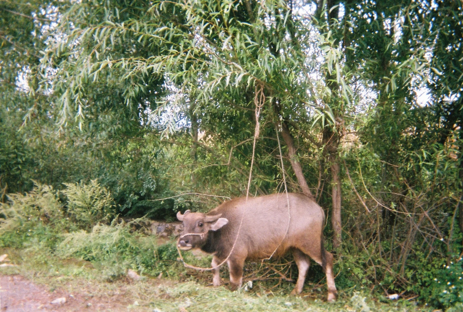 507158-R1-10-12A.jpg