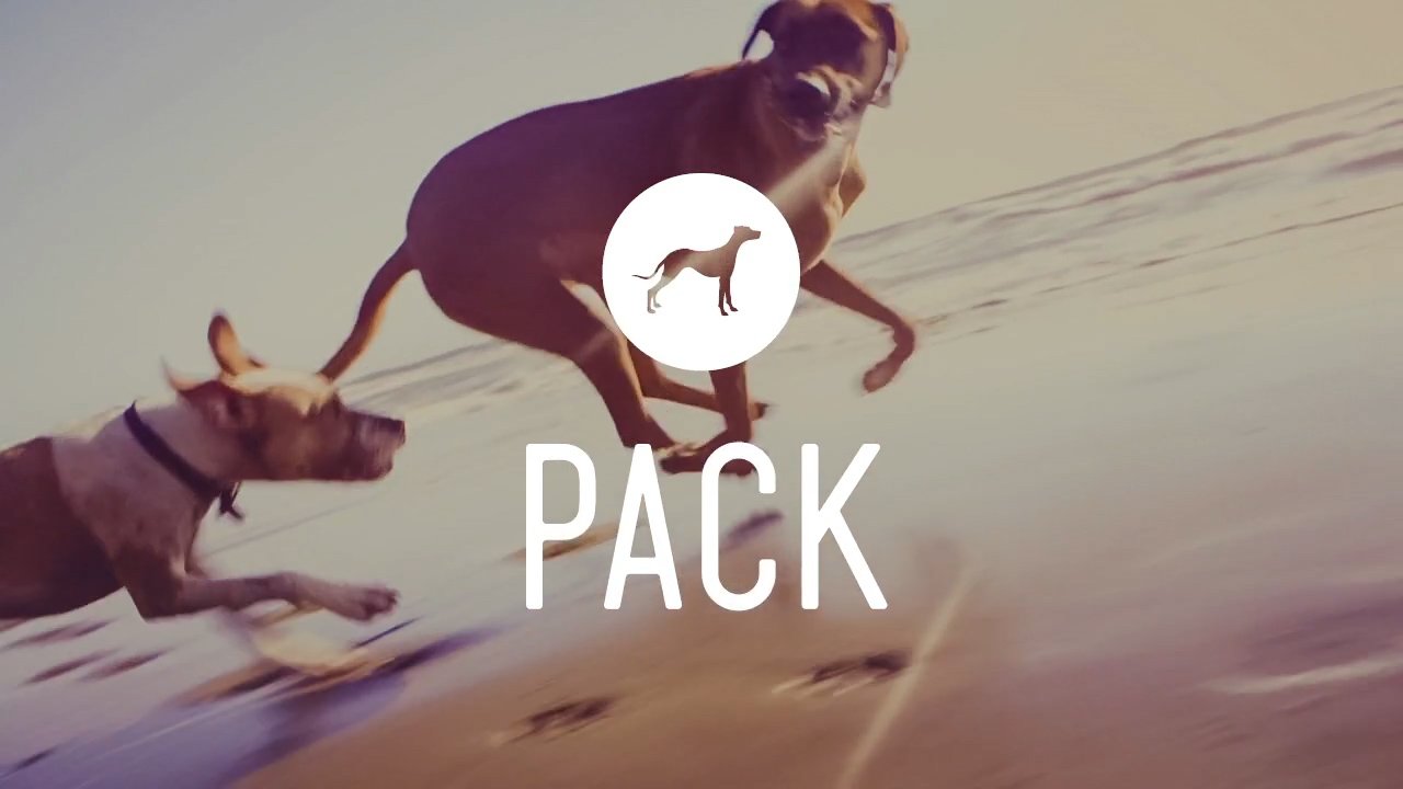 Pack • Dog Moments