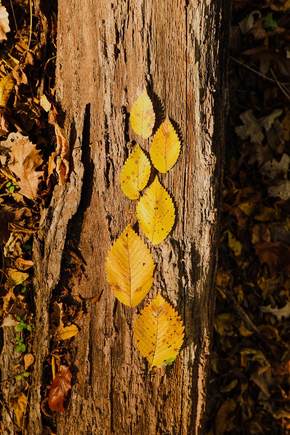 DSCF6856.jpg