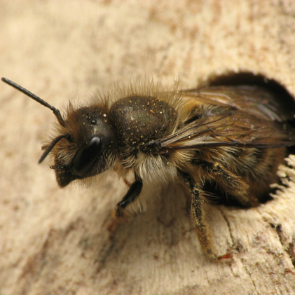 Peek-a-boo mason bee!