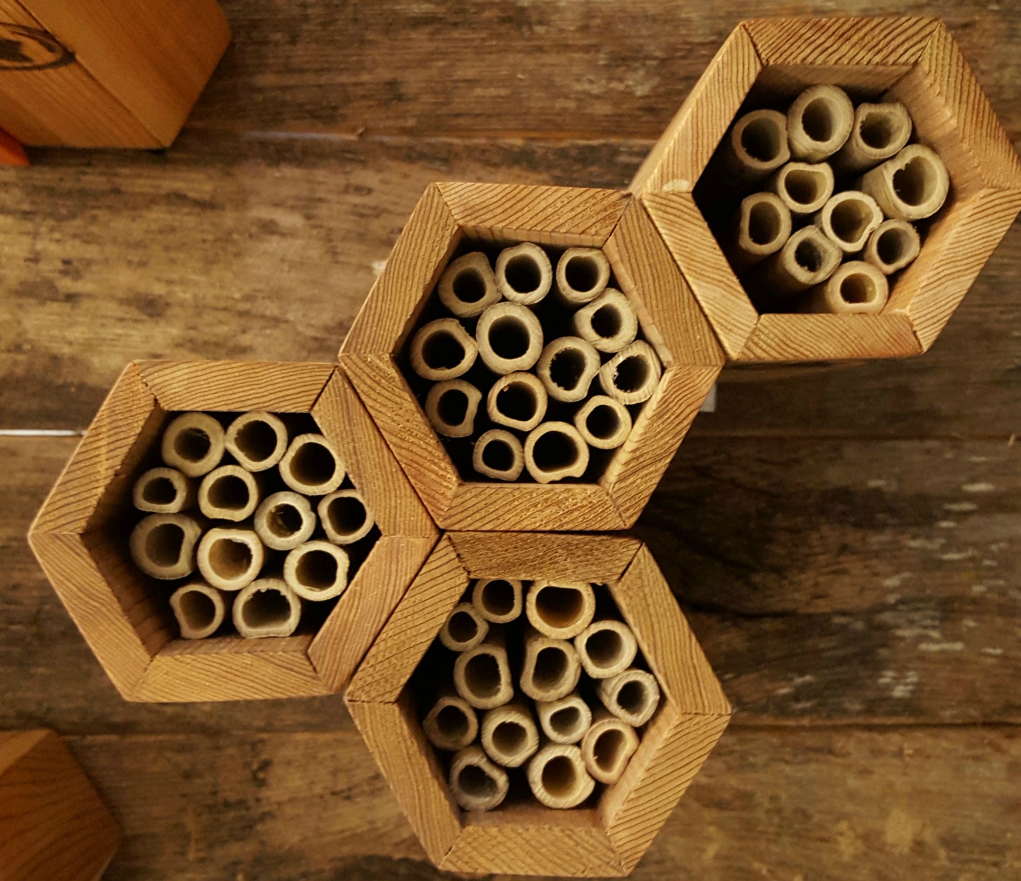 A queen will nest and lay eggs in each of those bamboo reeds!