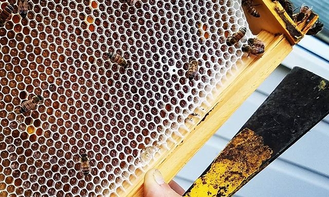 This is comb honey before the bees put the 'lid' on!  Once the honey is capped, we beekeepers know the honey has cured and can be harvested. Of course, we only harvest after we have ensured the bees have enough to feed themselves.