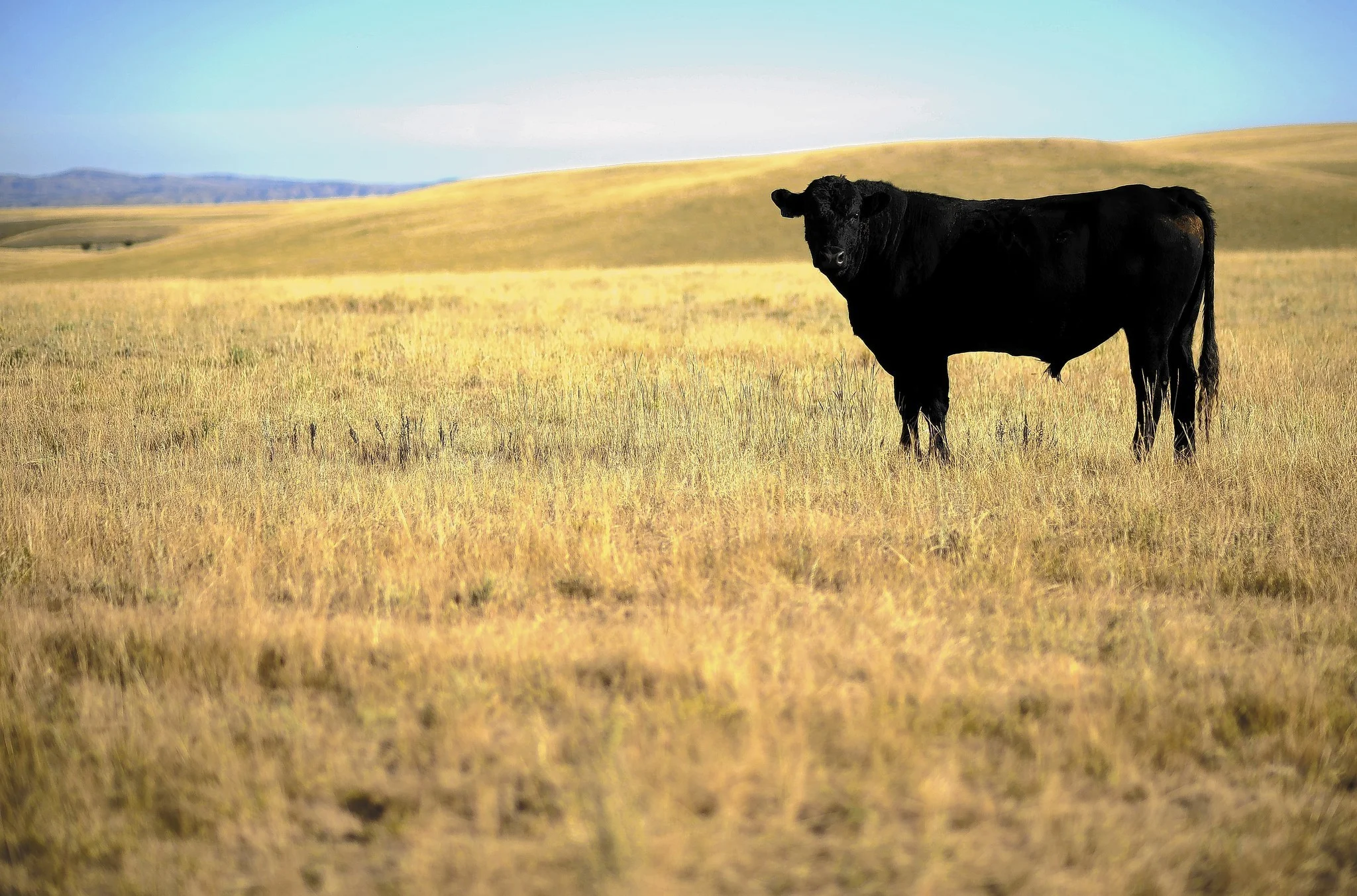 Grass Fed Meat: Healthy or Hyped?