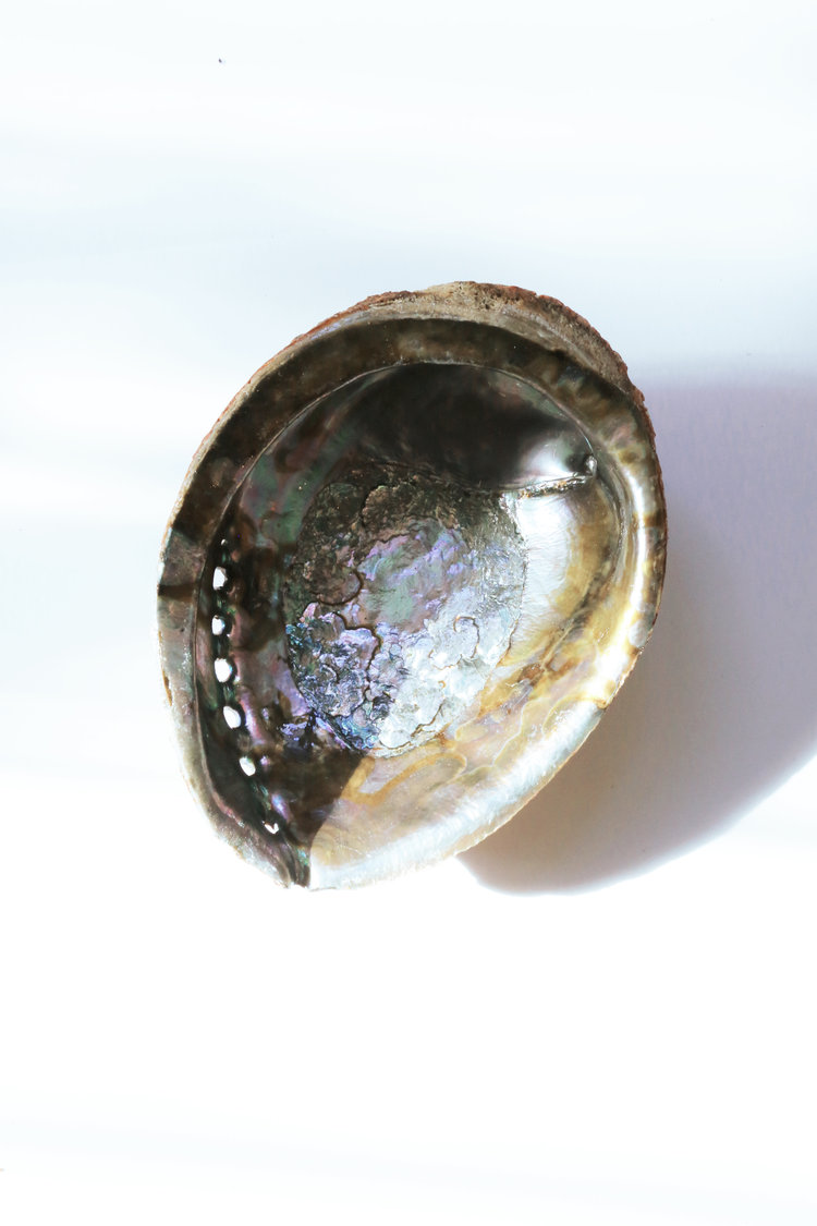 Sunday Forever Abalone Shell $22