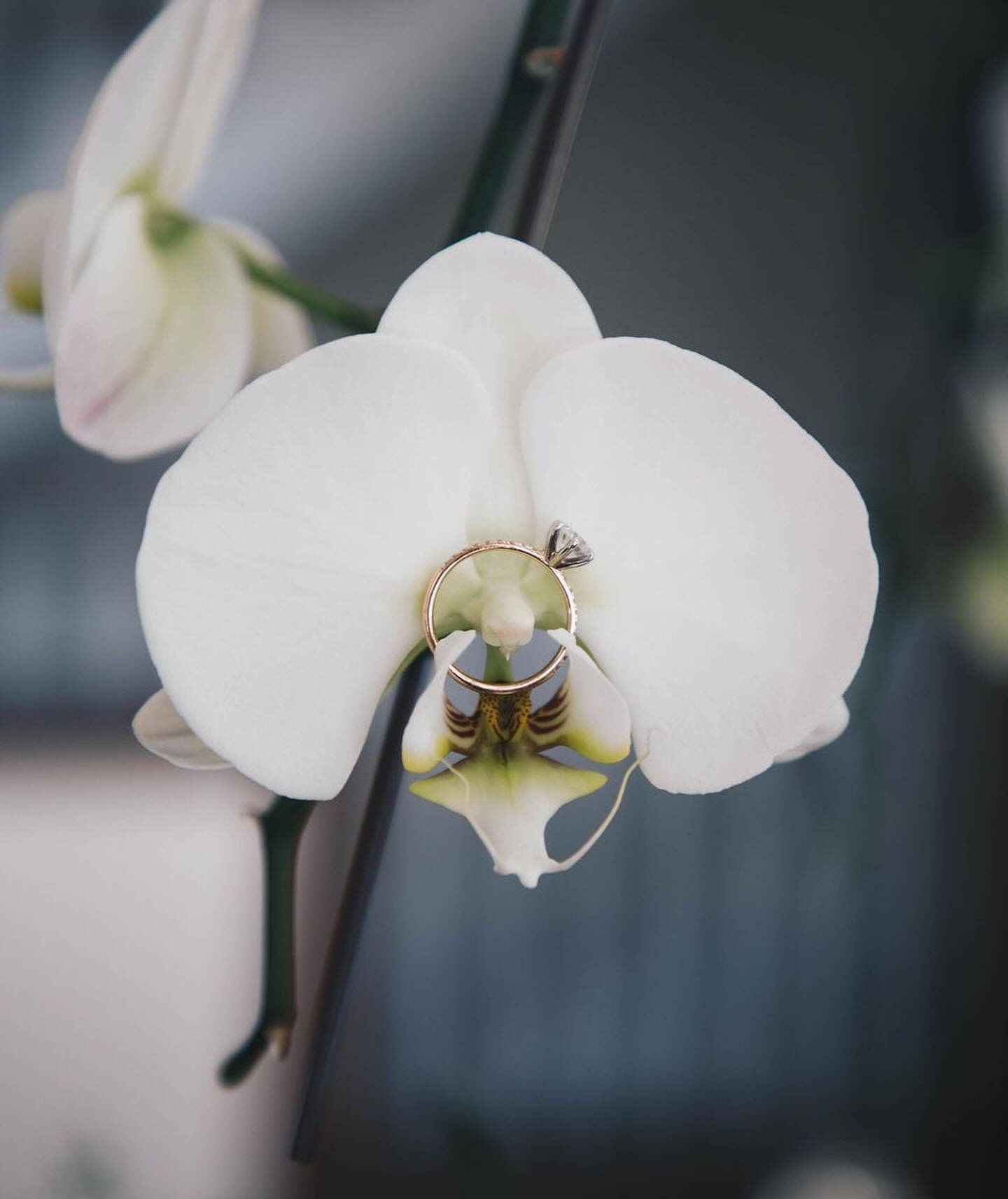 In the quiet chambers of our hearts, love unfurls like the petals of an orchid - each layer revealing a hidden tenderness. Just as an orchid thrives in the interplay of light and shadow, our love flourishes in the nuanced dance of vulnerability and s